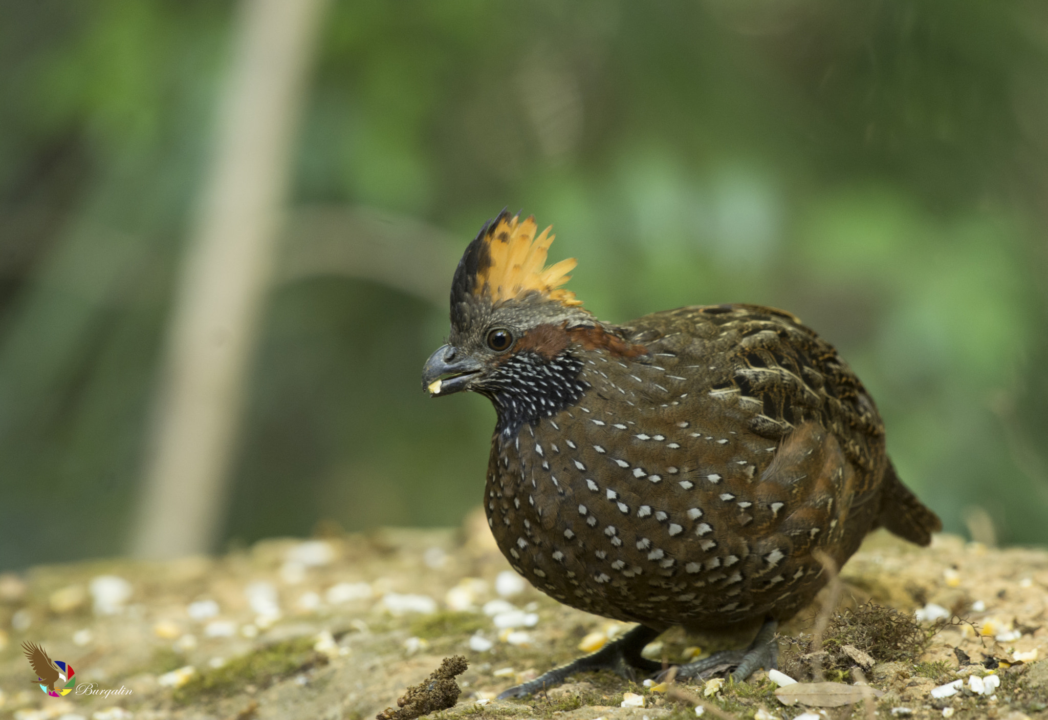 Nikon D7100 sample photo. Spotted wood-quail photography