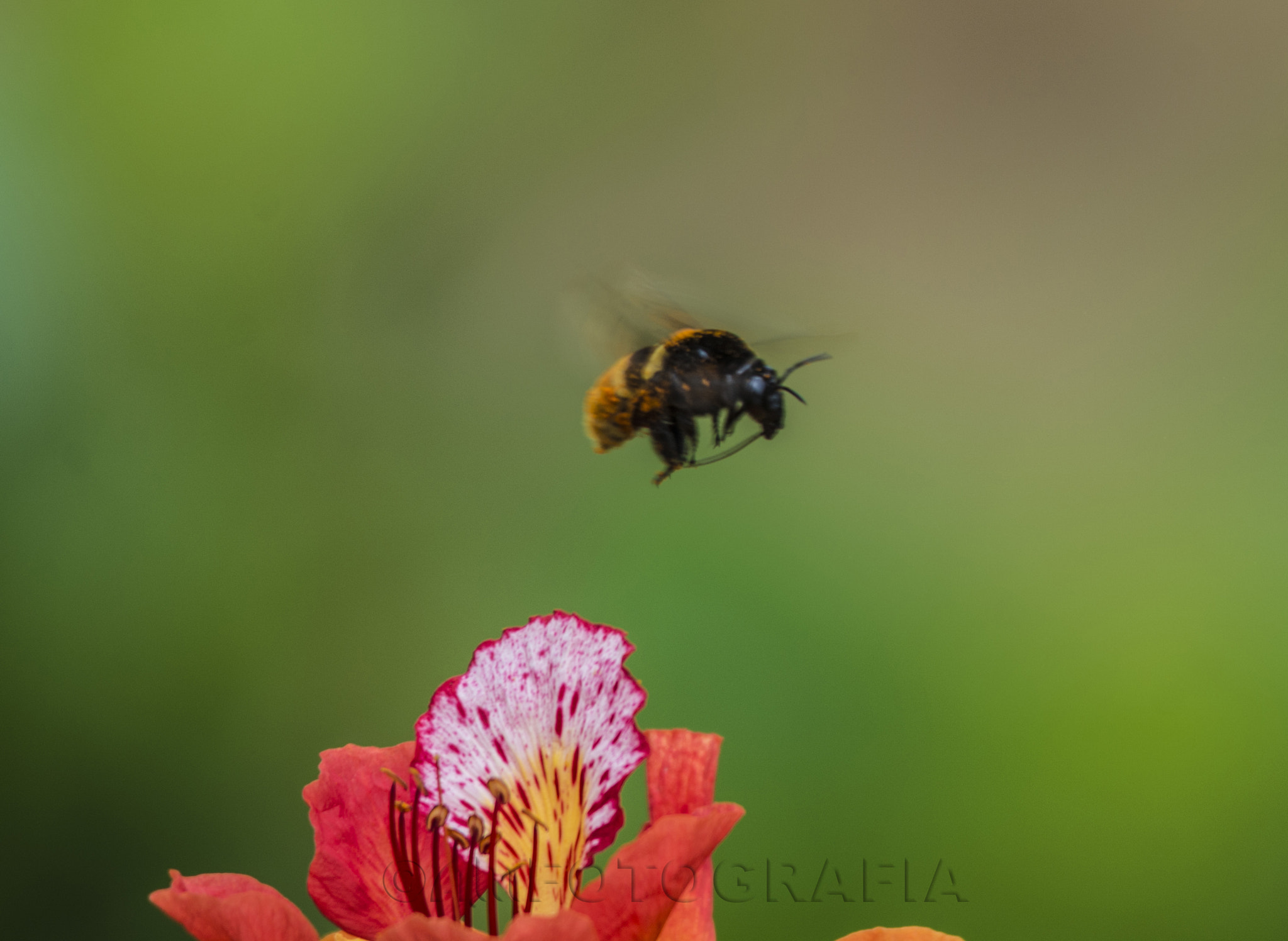 Sigma 150-500mm F5-6.3 DG OS HSM sample photo. Bumblebee in the air photography