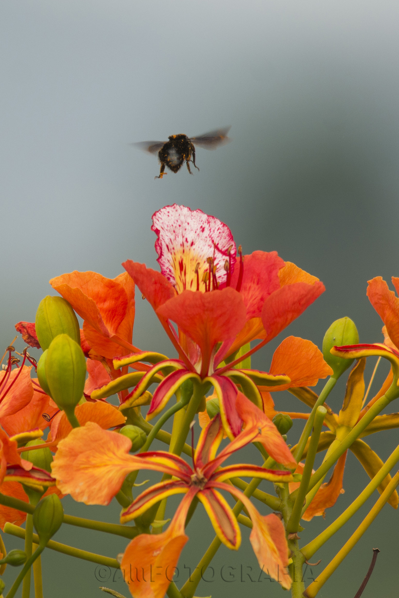 Nikon D7100 sample photo. Bumblebee landing photography
