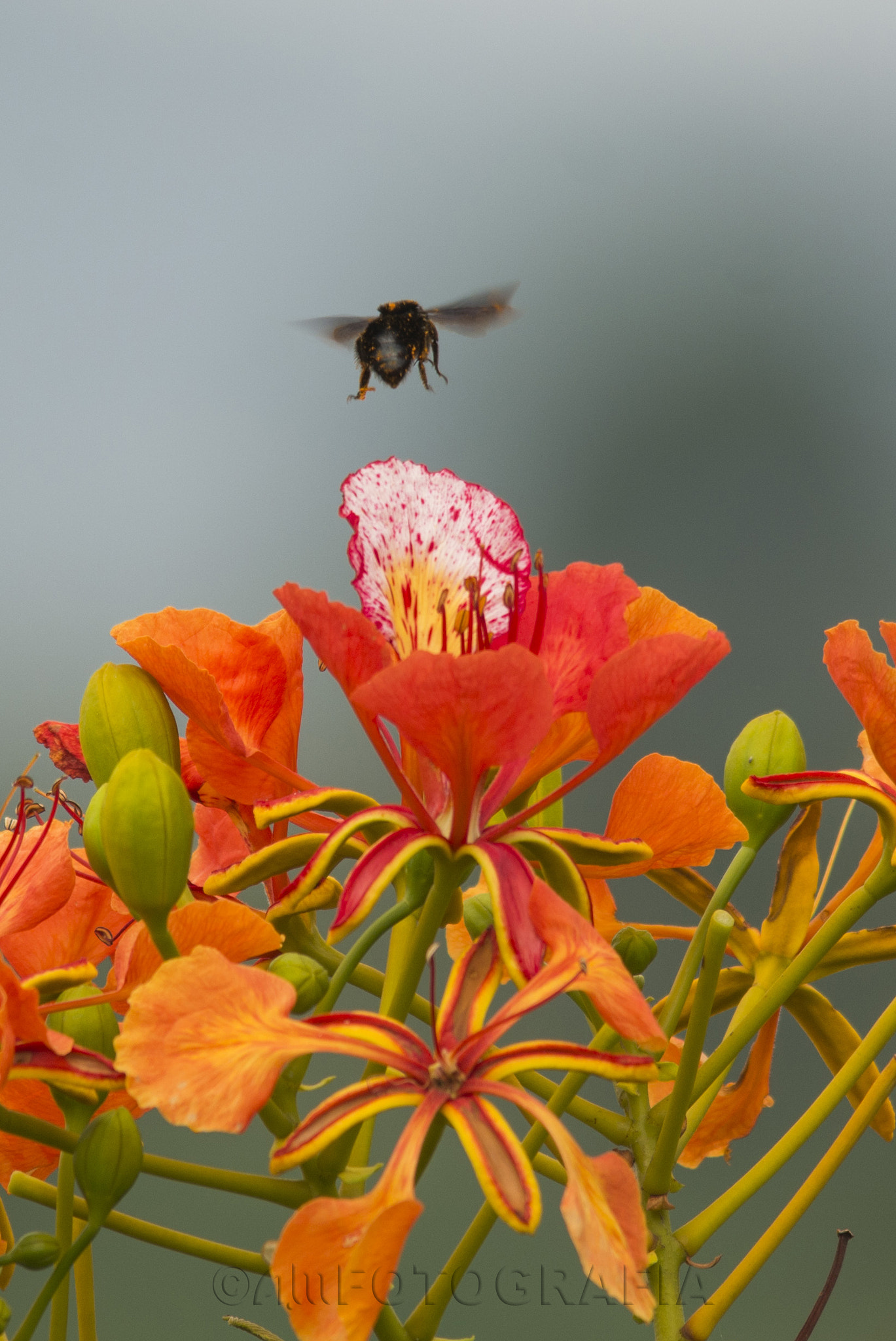 Sigma 150-500mm F5-6.3 DG OS HSM sample photo. Bumblebee landing photography
