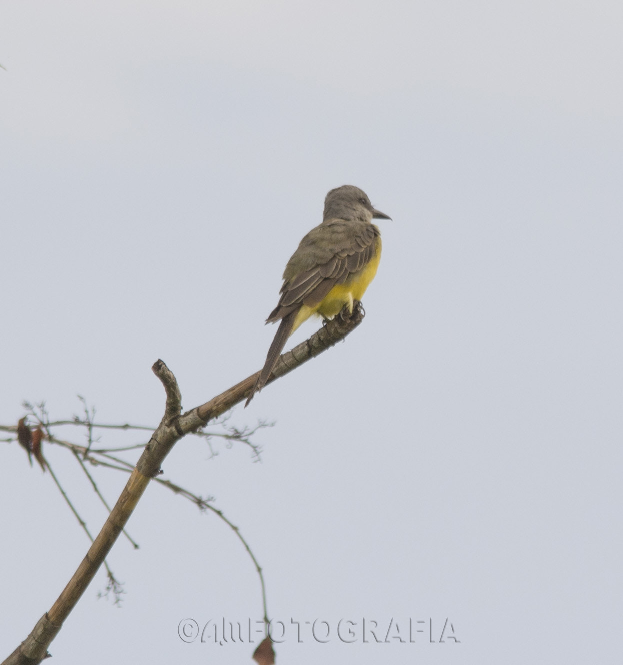 Sigma 150-500mm F5-6.3 DG OS HSM sample photo. Little bird photography