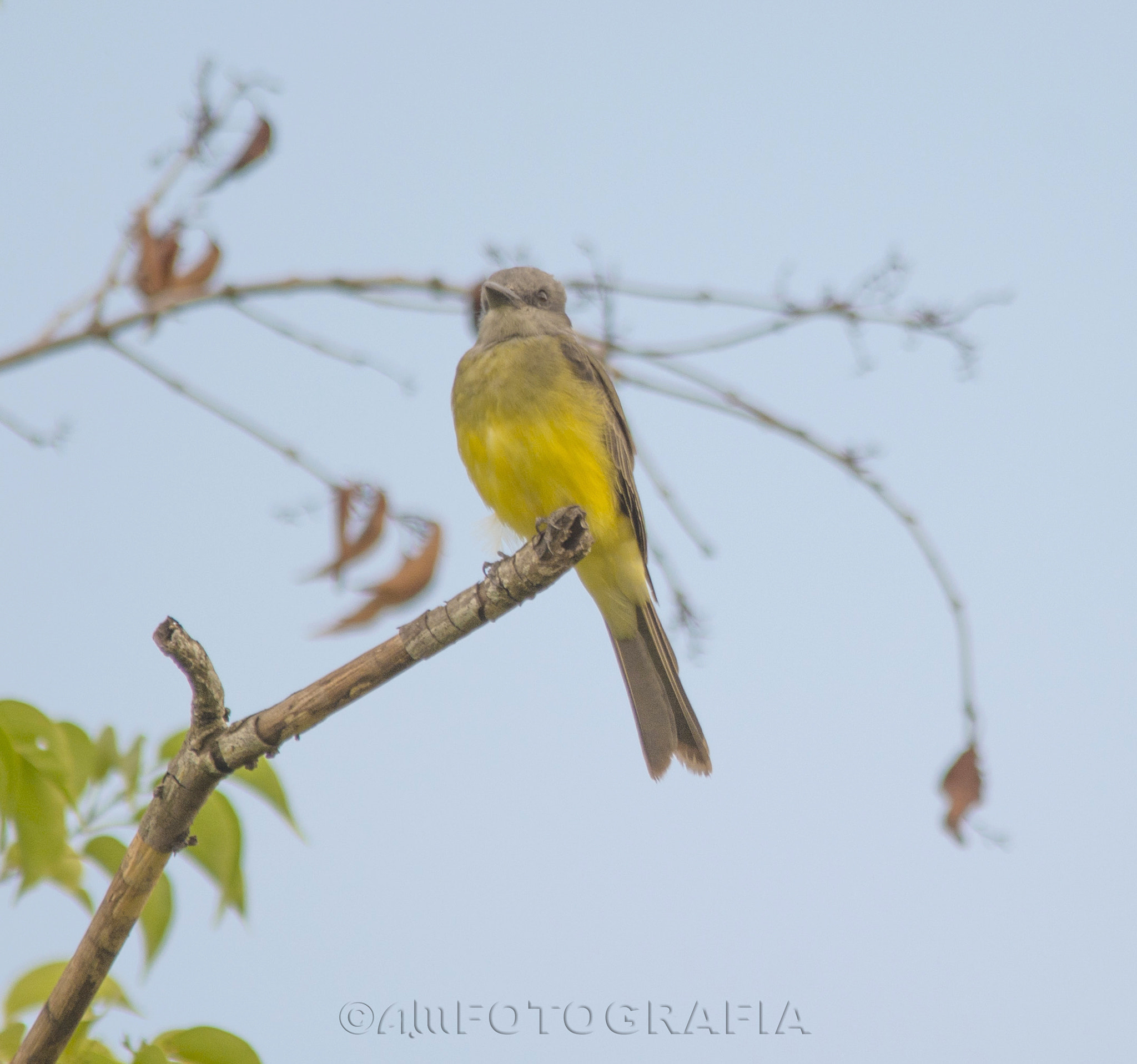 Sigma 150-500mm F5-6.3 DG OS HSM sample photo. Watcher bird photography