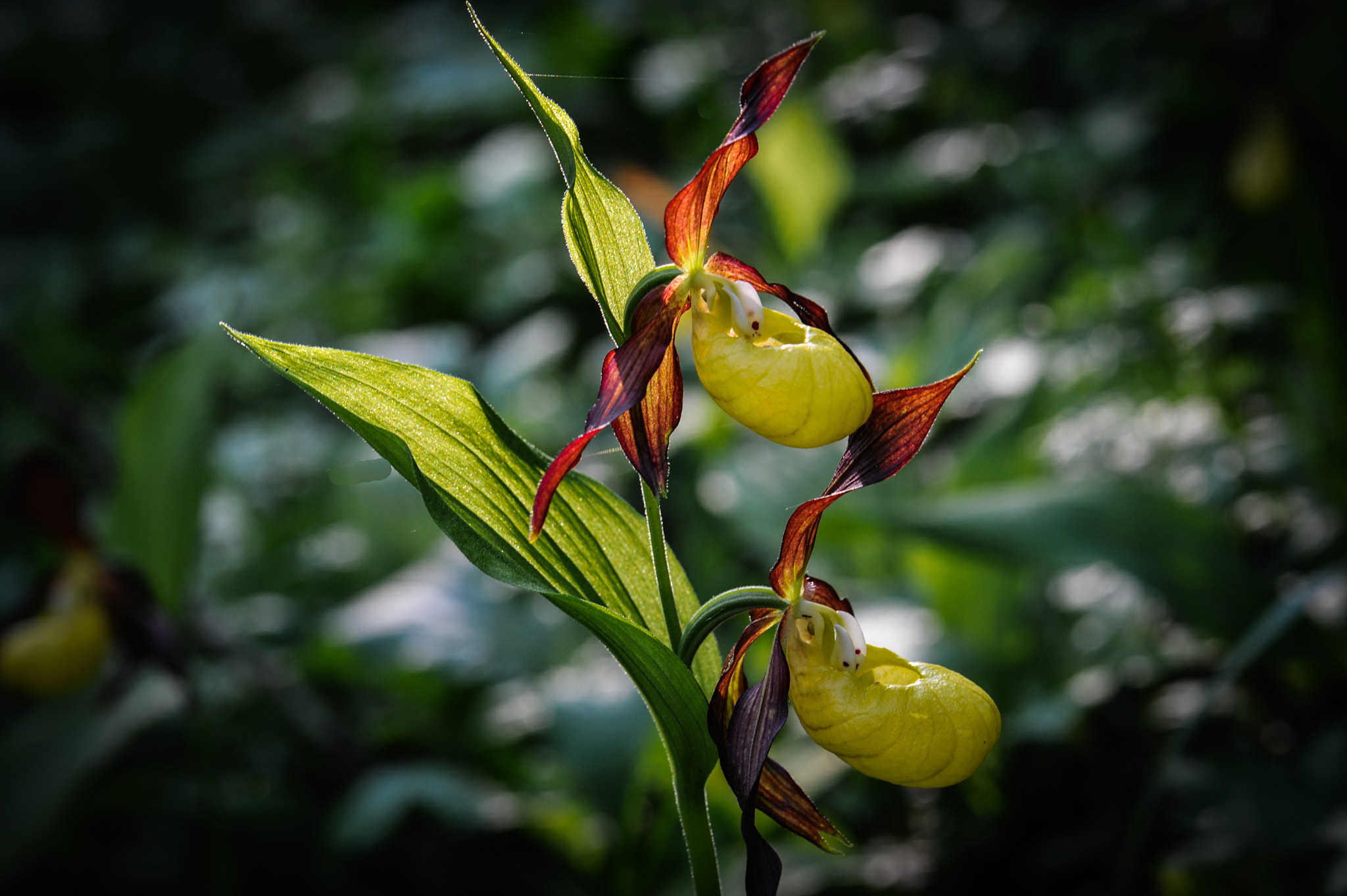 Nikon D3S sample photo. Orchid (cypripedium) photography