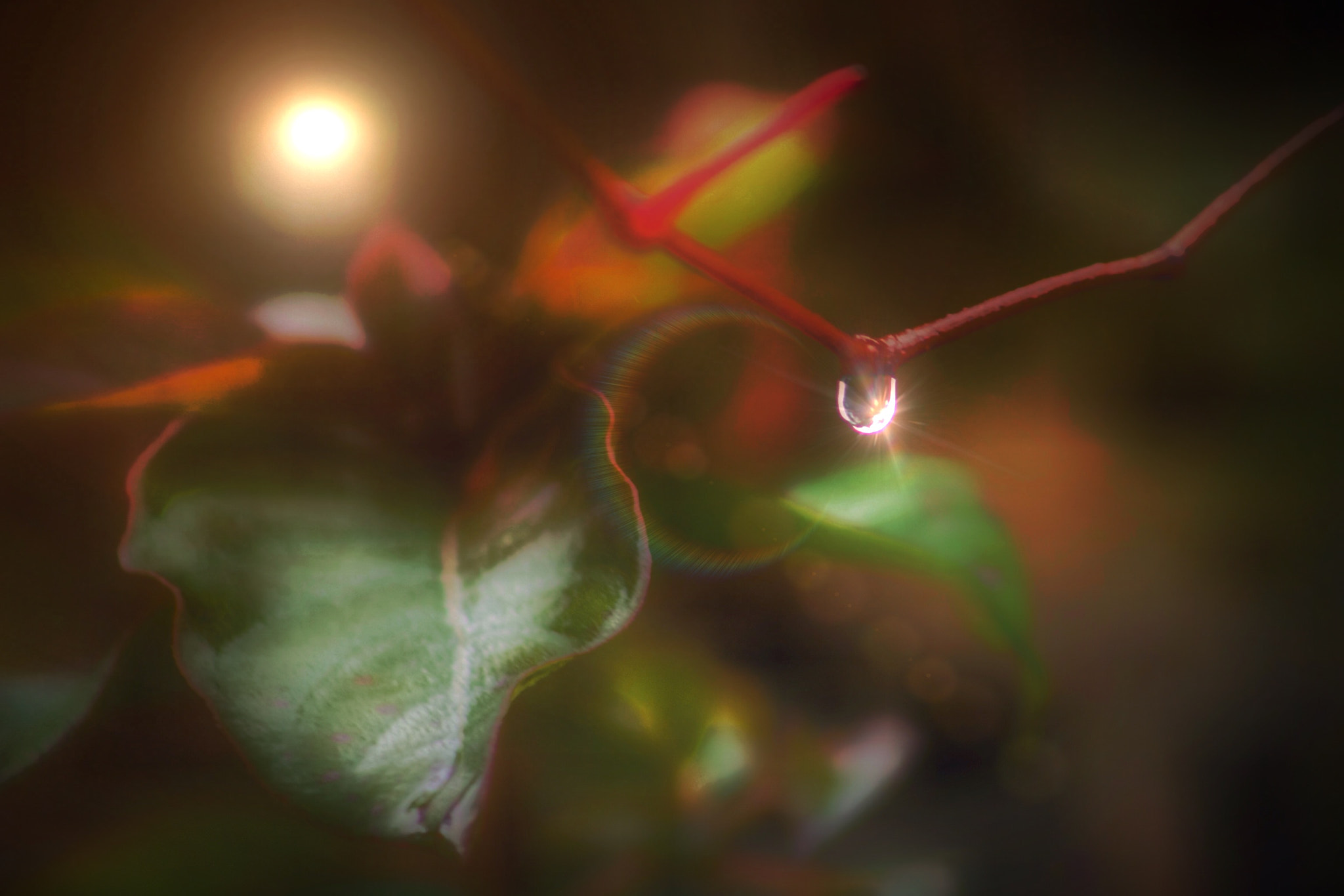 Canon EF75-300mm f/4-5.6 sample photo. Misty morning photography