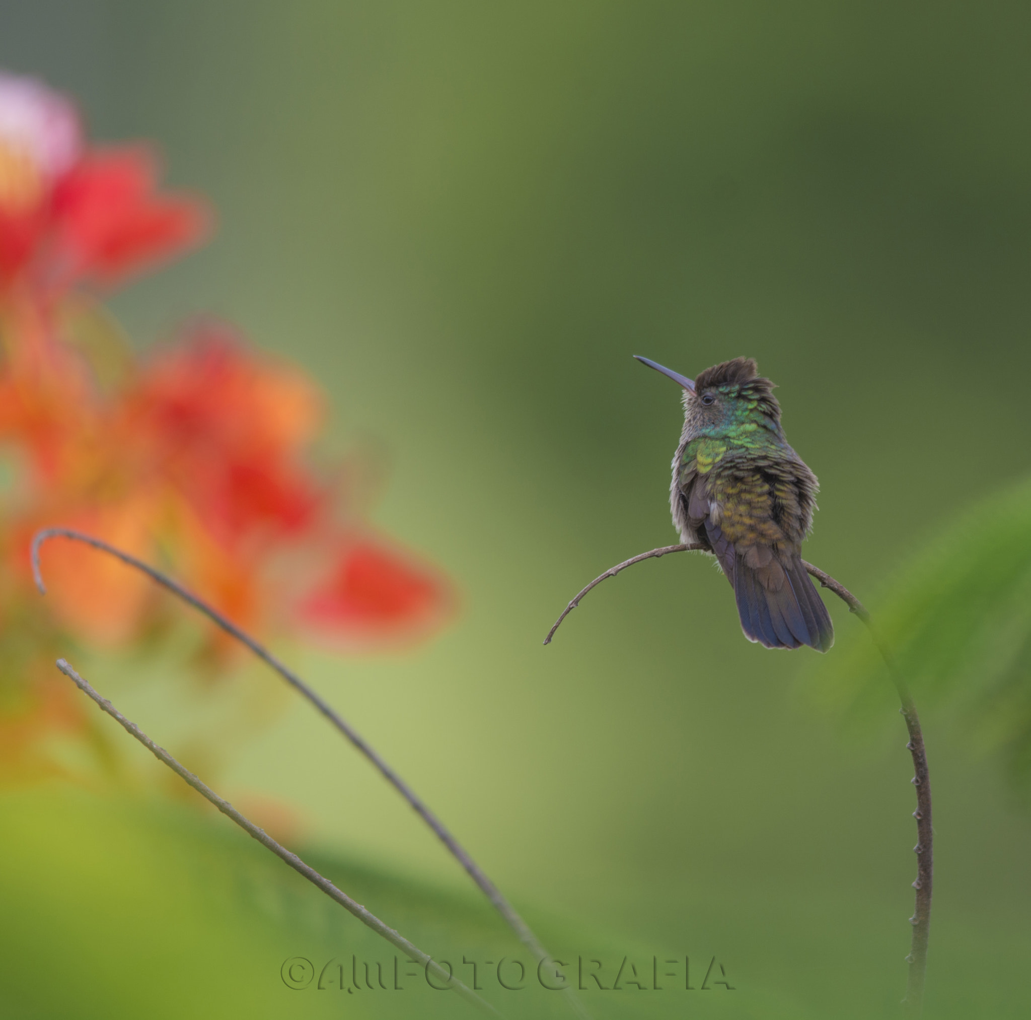 Sigma 150-500mm F5-6.3 DG OS HSM sample photo. Resting hummingbird photography