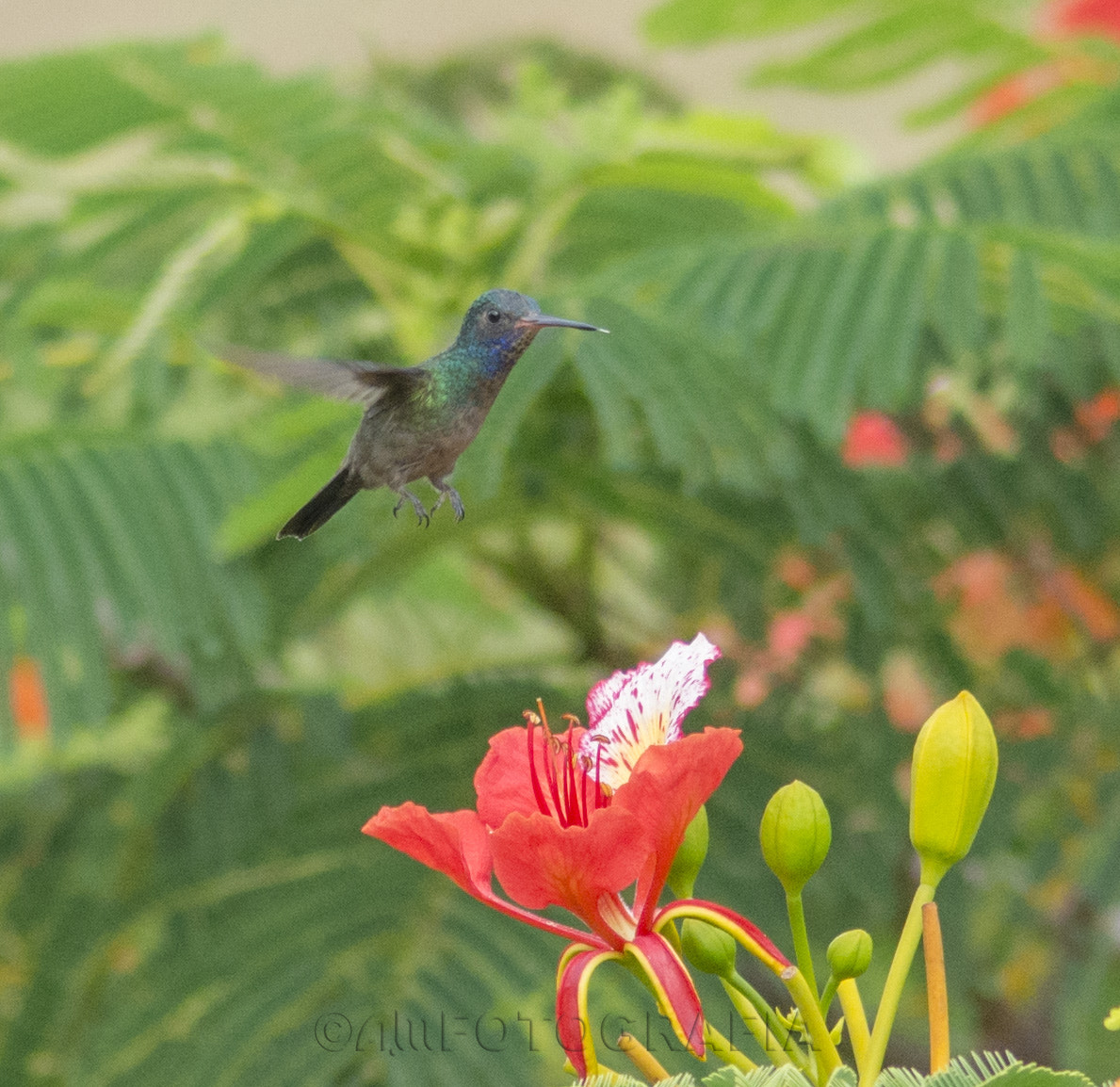 Nikon D7100 sample photo. Flying hummingbird photography