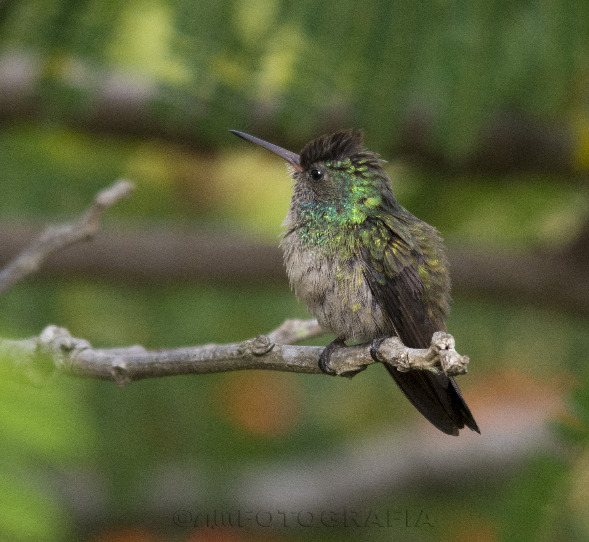 Sigma 150-500mm F5-6.3 DG OS HSM sample photo. Little hummingbird photography