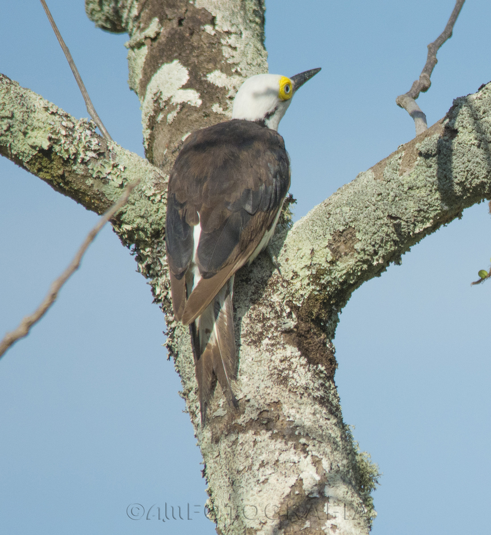 Nikon D7100 sample photo. The woodpecker photography