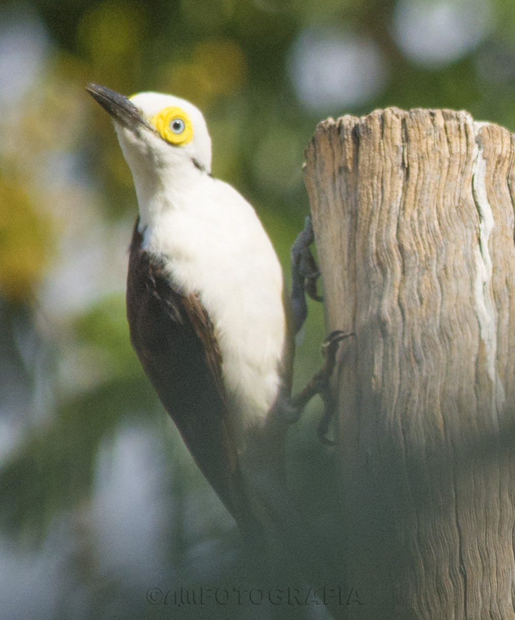 Nikon D7100 sample photo. Suspicious woodpecker photography