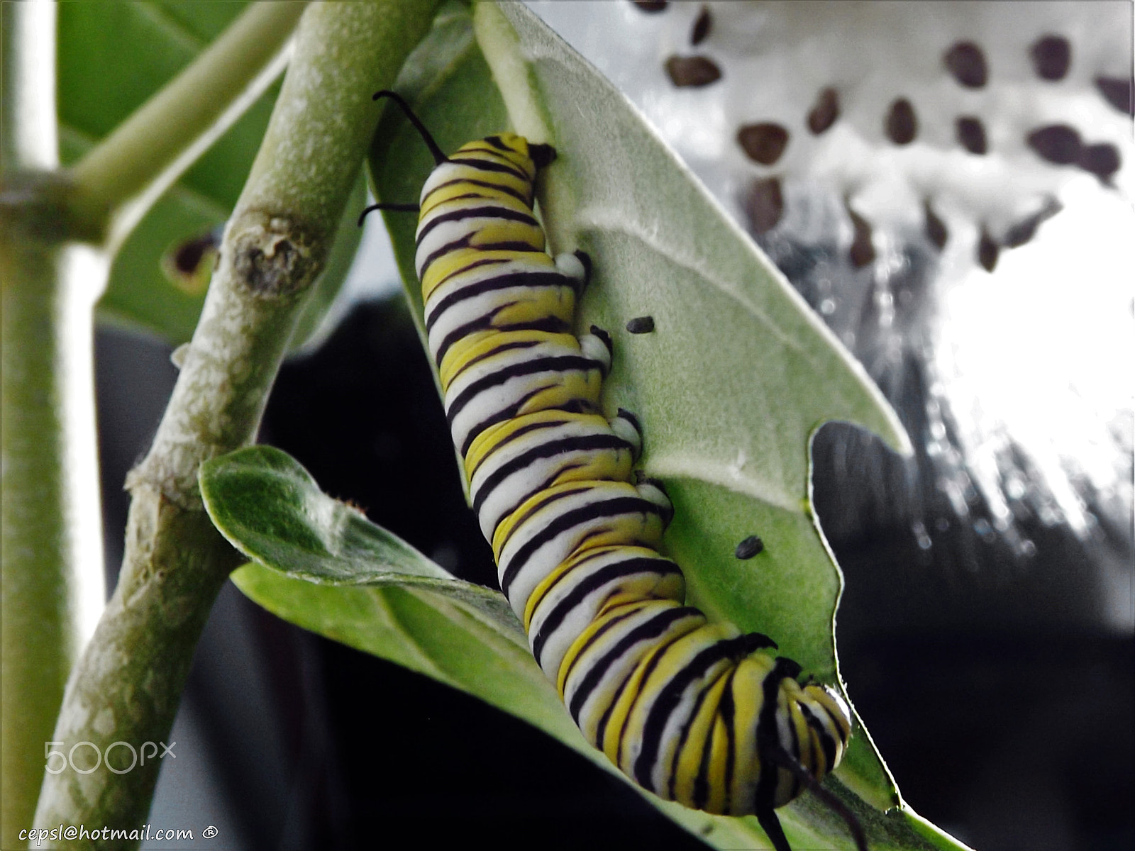 FujiFilm FinePix S4000 (FinePix S4050) sample photo. Monarch butterfly caterpillar (danaus plexippus) photography