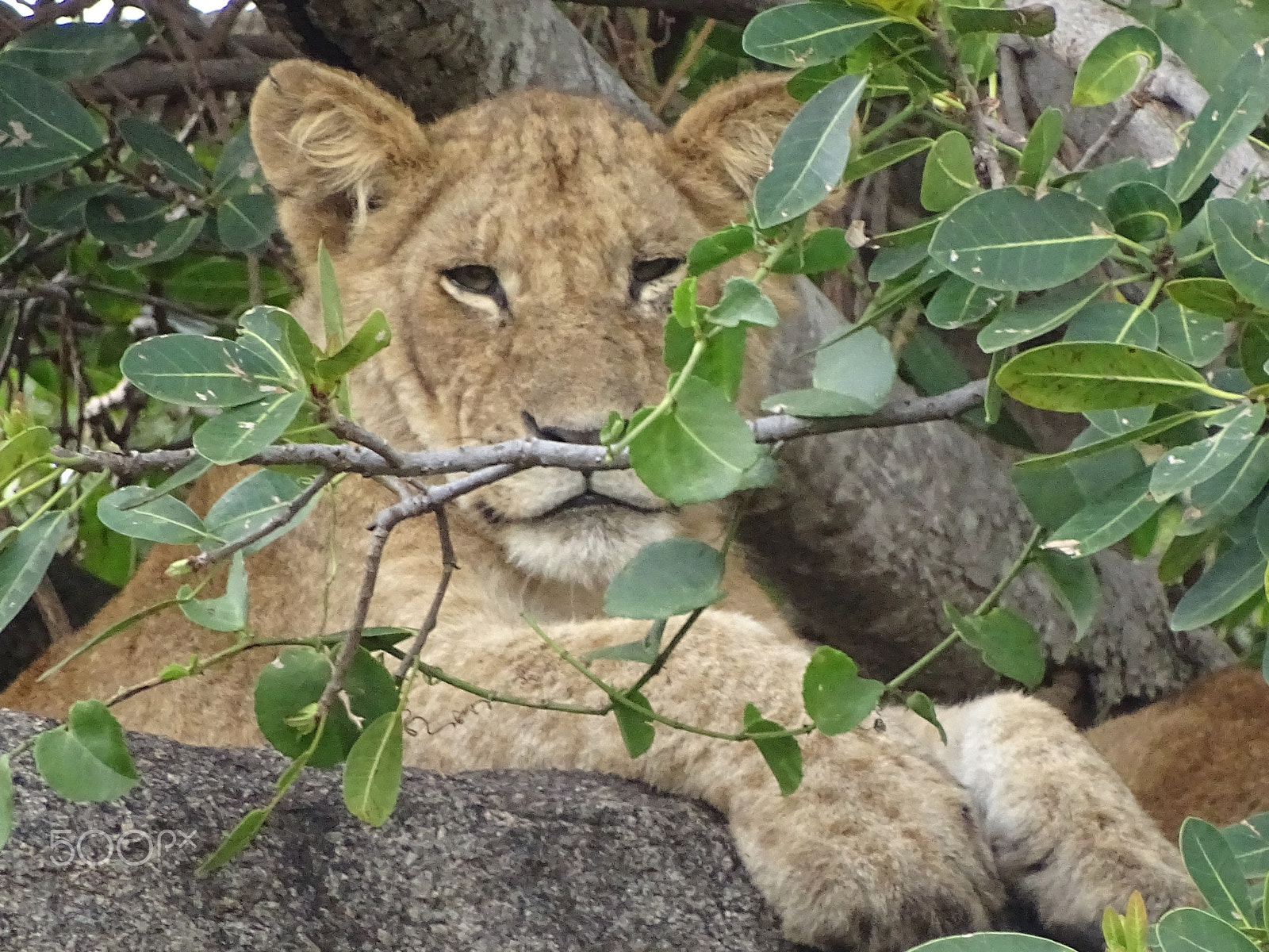 Sony 24-210mm F2.8-6.3 sample photo. Lion and leaves, northern serengeti photography