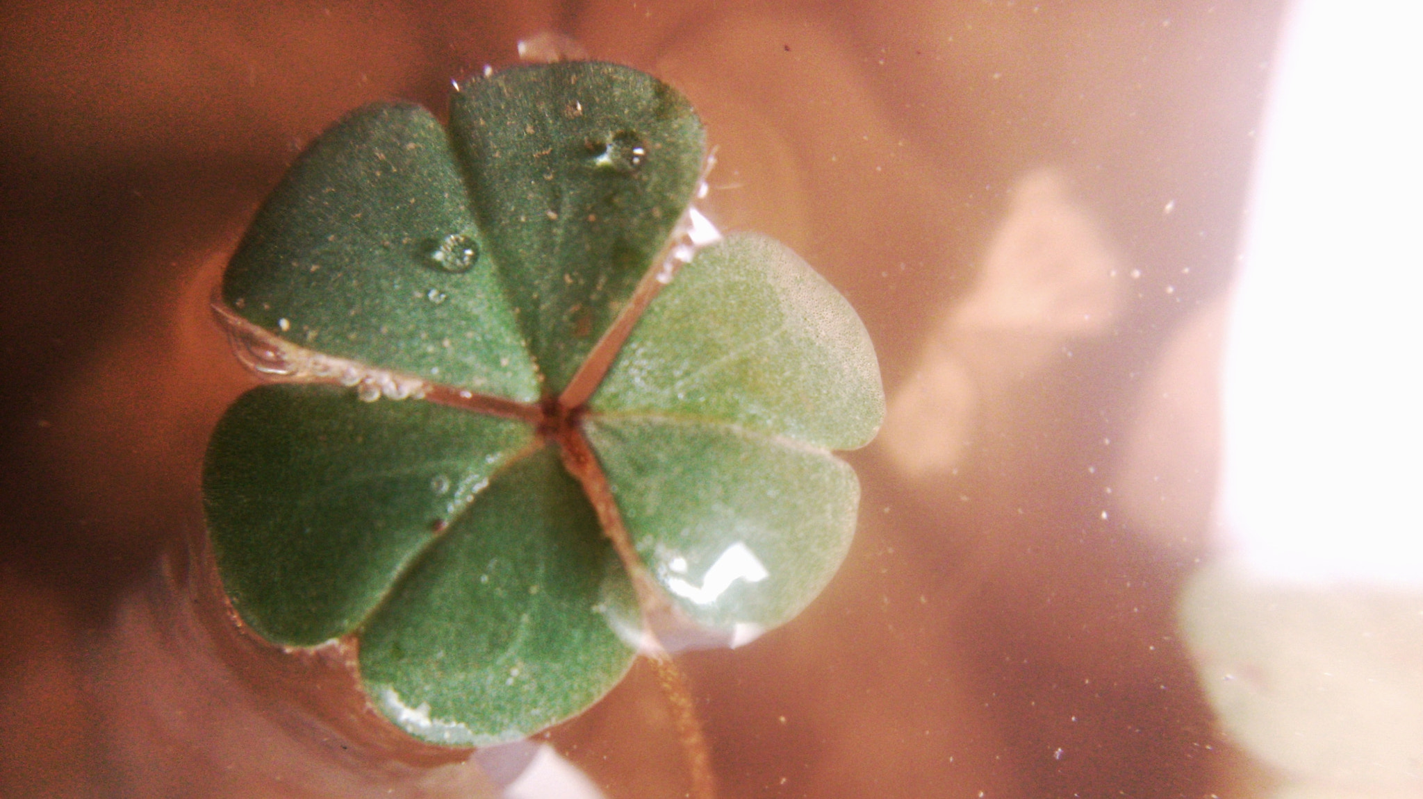 Sony Xperia L sample photo. Clover  photography