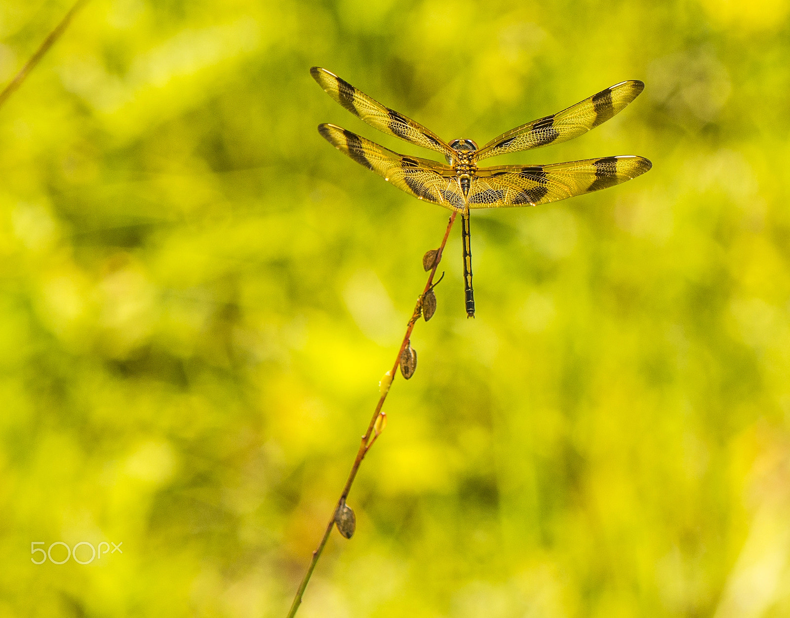 Nikon AF-S Micro-Nikkor 105mm F2.8G IF-ED VR sample photo. Dragonfly photography