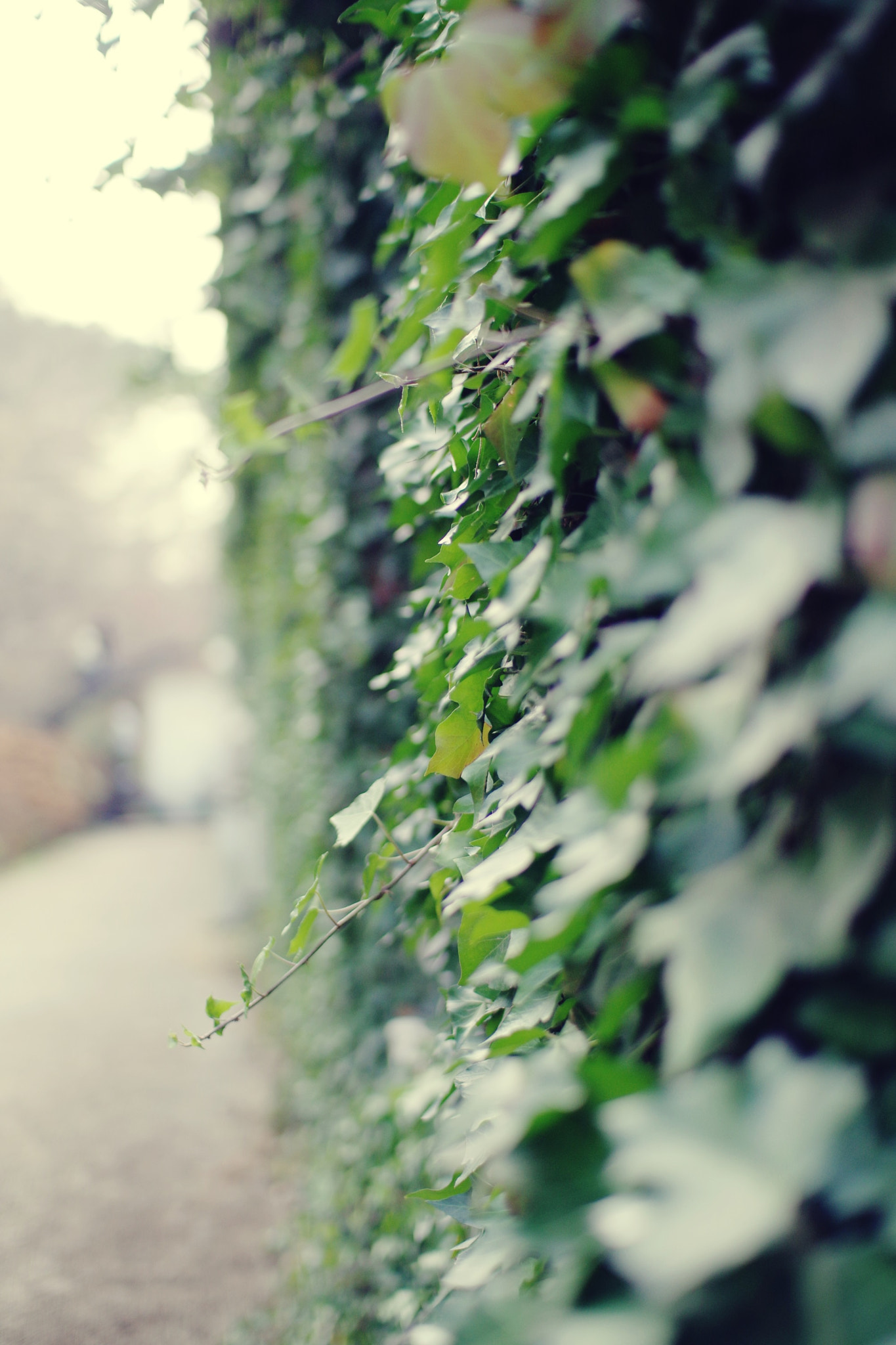 Pentax K-3 + Sigma sample photo. Wall flowers photography