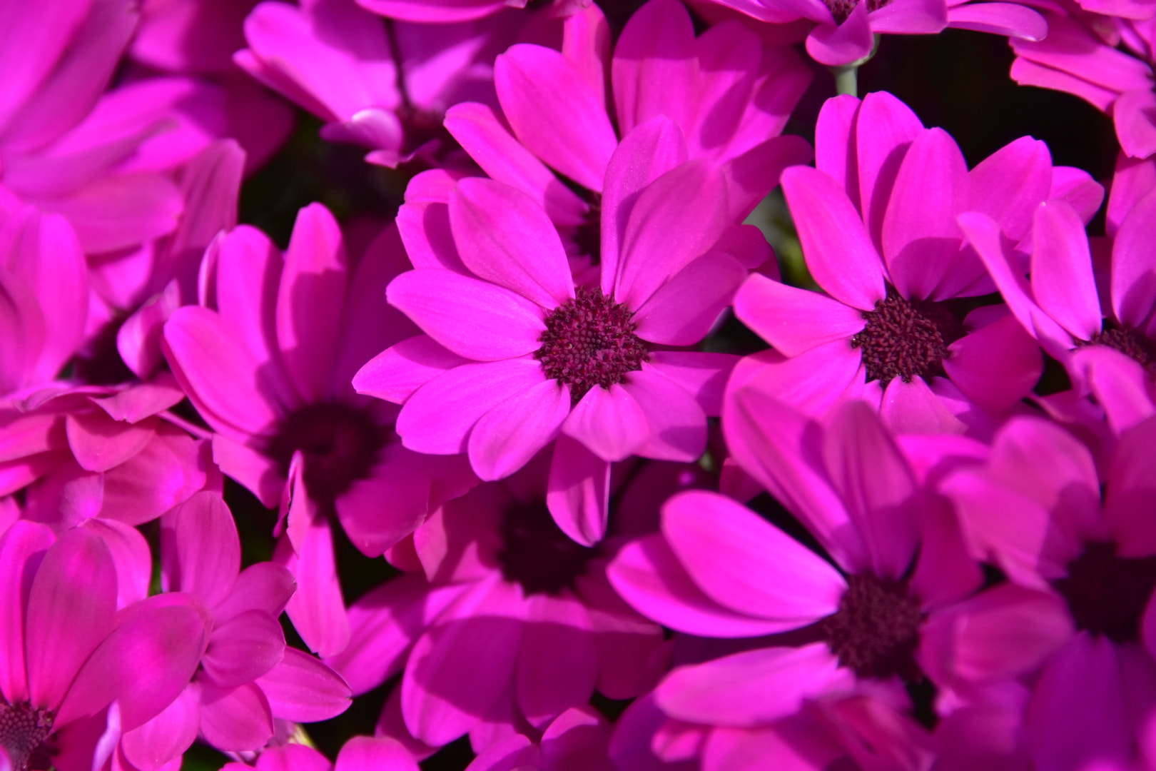 Nikon D7200 sample photo. Petals  photography