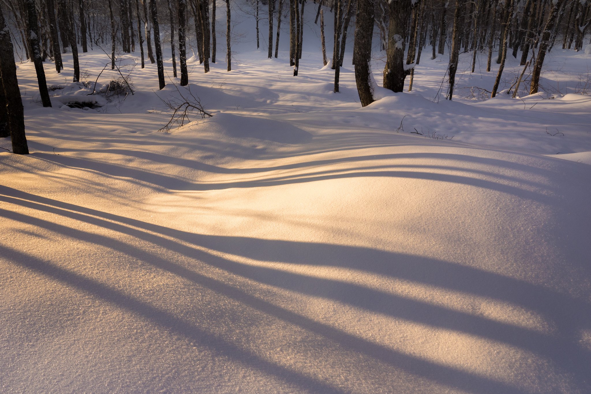 Olympus M.Zuiko Digital ED 7-14mm F2.8 PRO sample photo. Winter forest morning photography