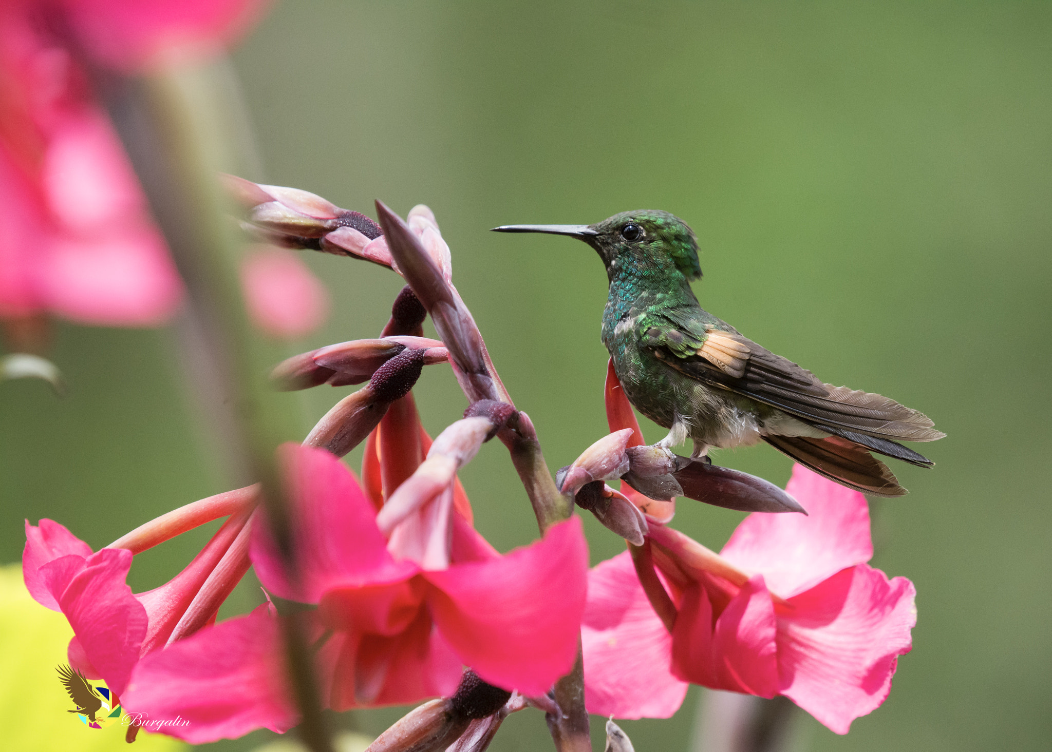 Nikon D7100 sample photo. Stripe-tailed hummingbird photography