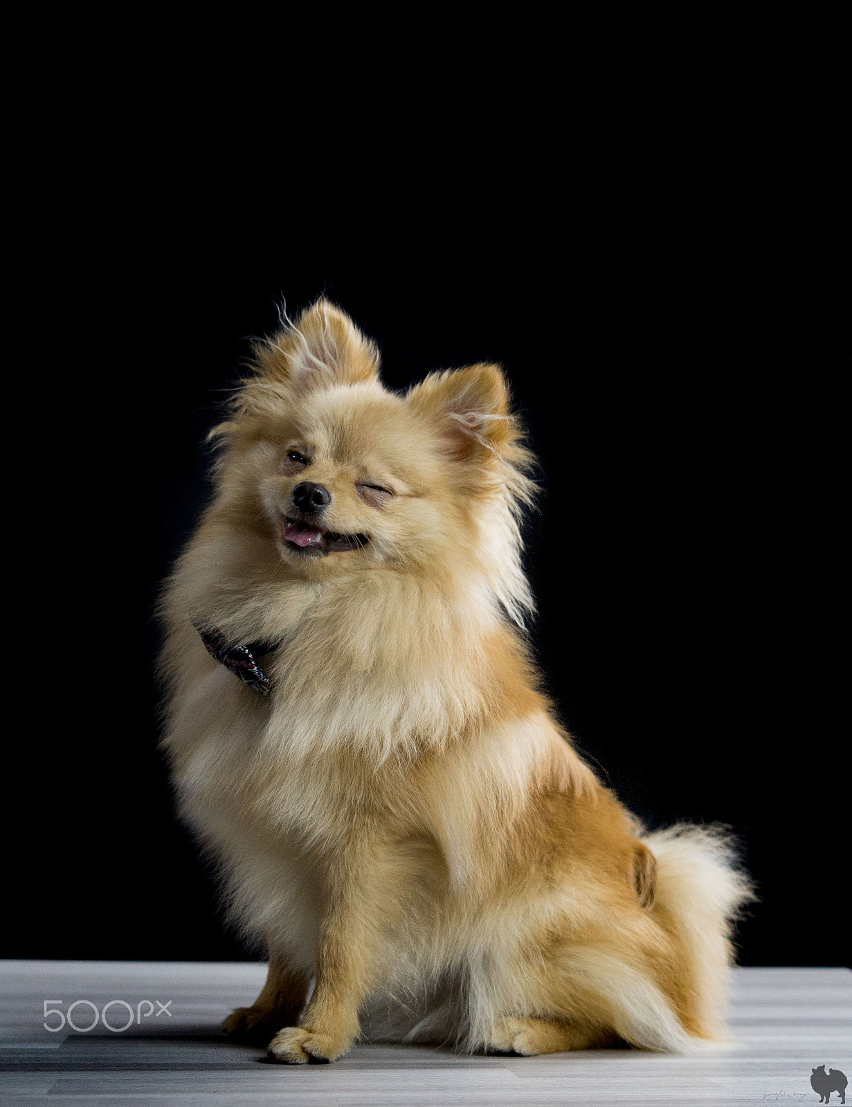 Canon EOS 70D + Sigma 24-70mm F2.8 EX DG Macro sample photo. Milo the pom photography