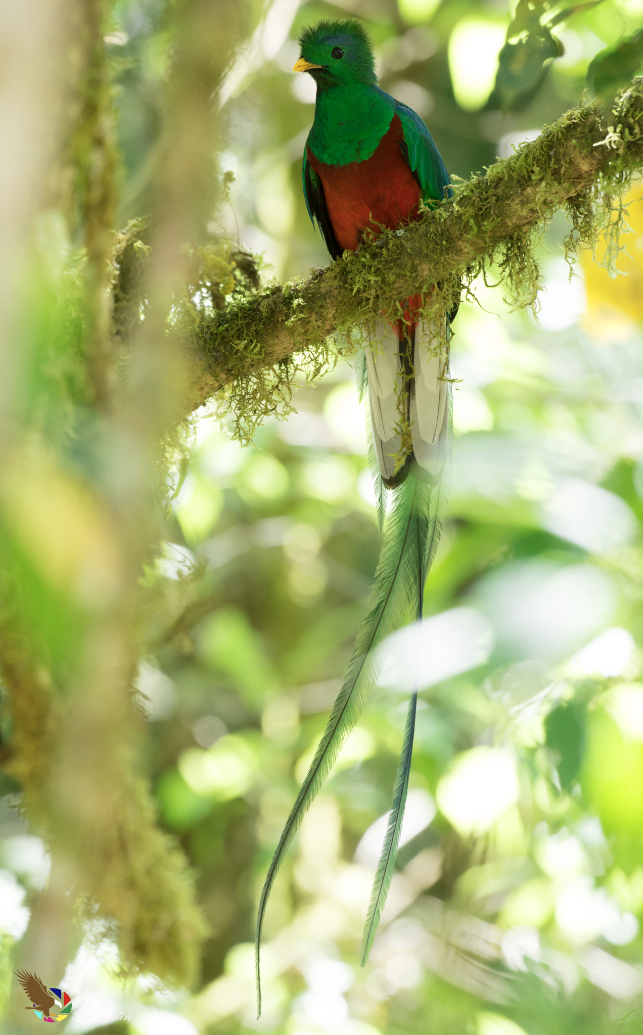 Nikon D7100 sample photo. Resplendent quetzal photography