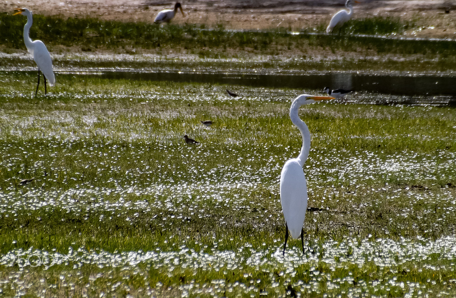 Fujifilm FinePix S4500 sample photo. Aves photography