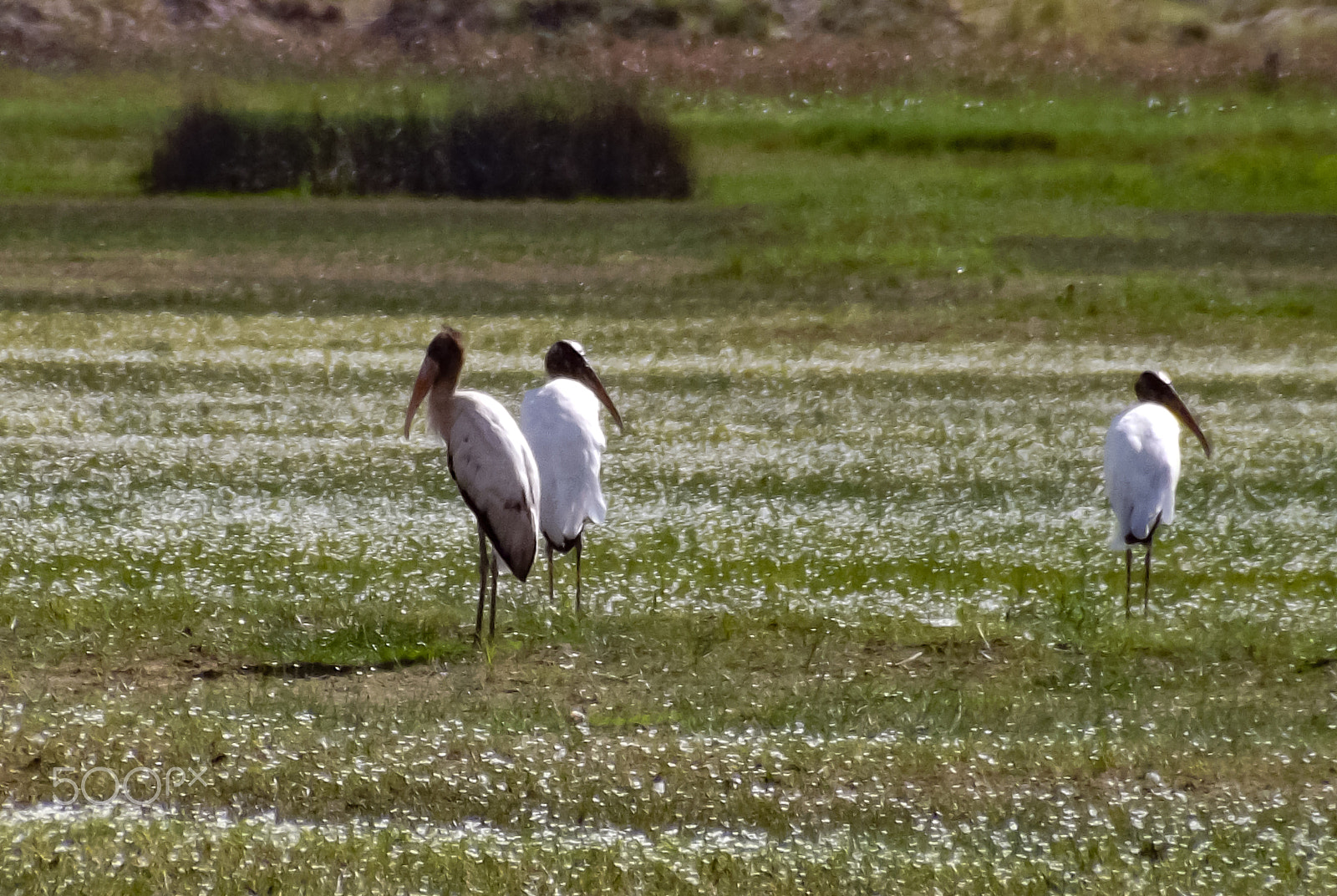 Fujifilm FinePix S4500 sample photo. Aves photography