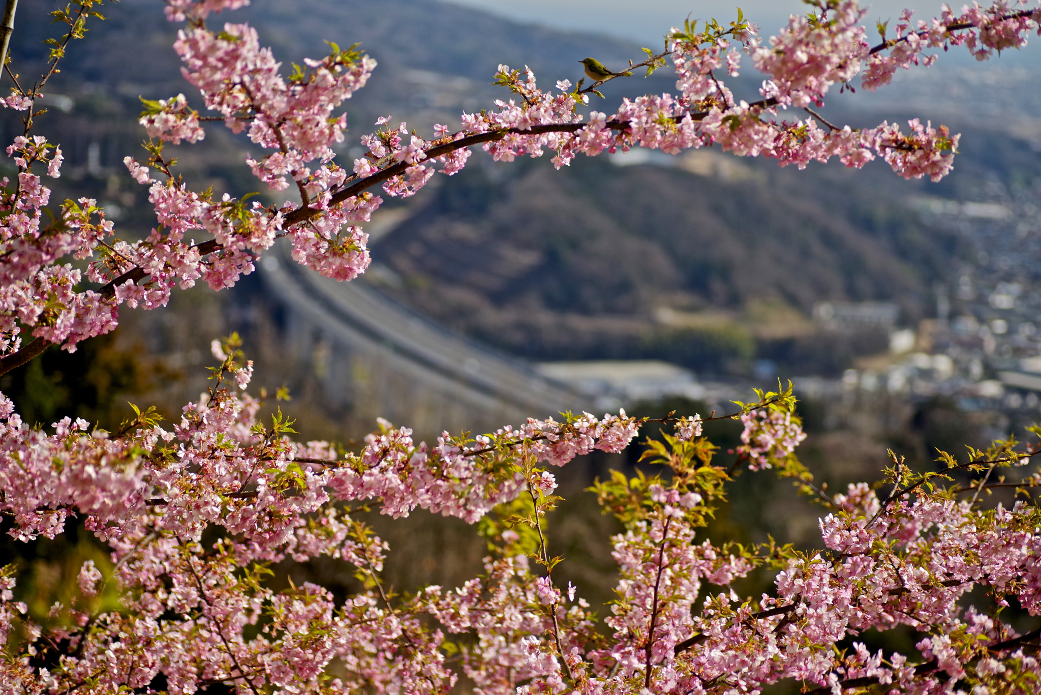 Tamron SP AF 90mm F2.8 Di Macro sample photo. Highway and cherry photography