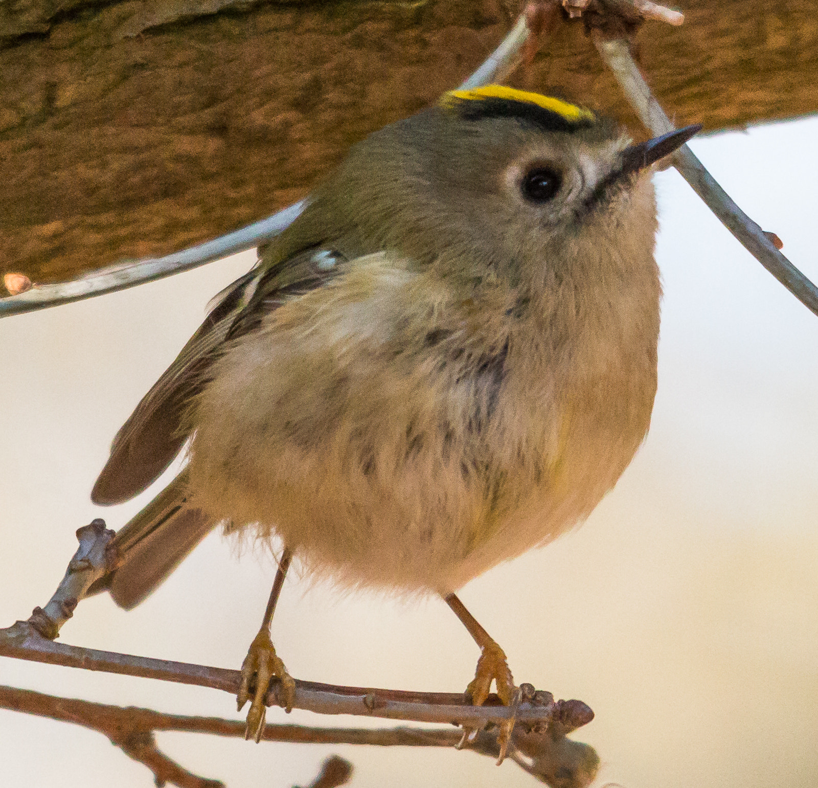 Canon EOS 70D + Sigma 150-500mm F5-6.3 DG OS HSM sample photo. Gold crest photography