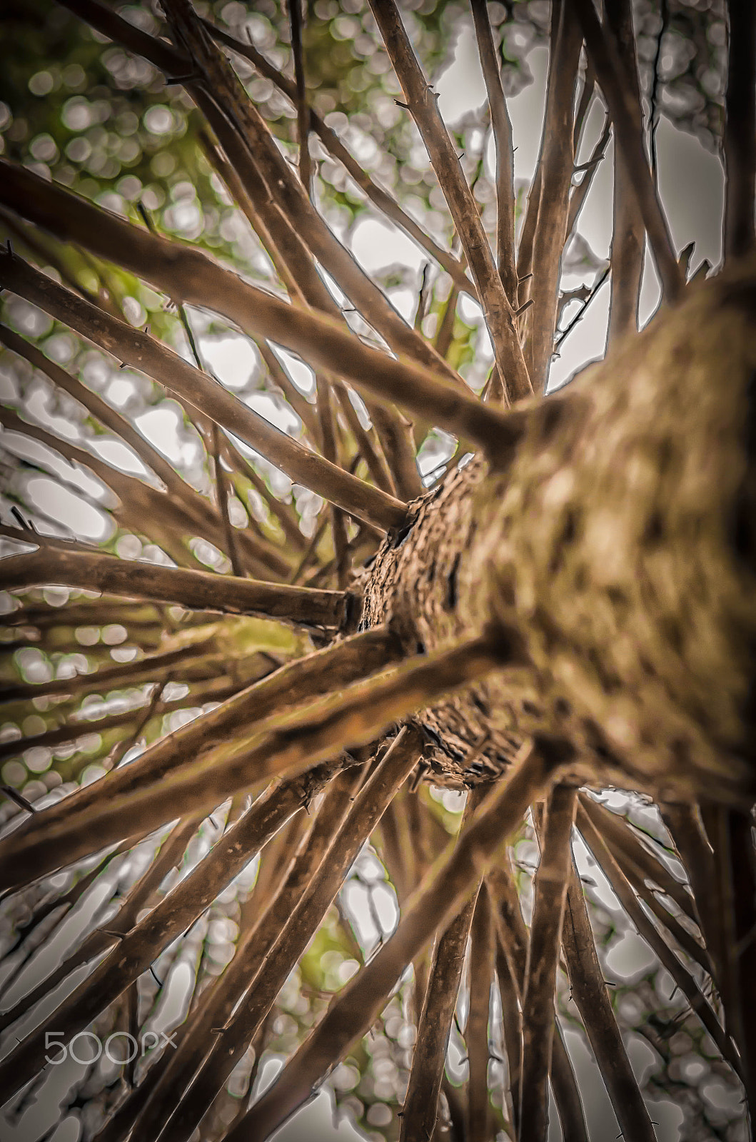 Nikon AF-S Micro-Nikkor 105mm F2.8G IF-ED VR sample photo. Spruce perspective photography