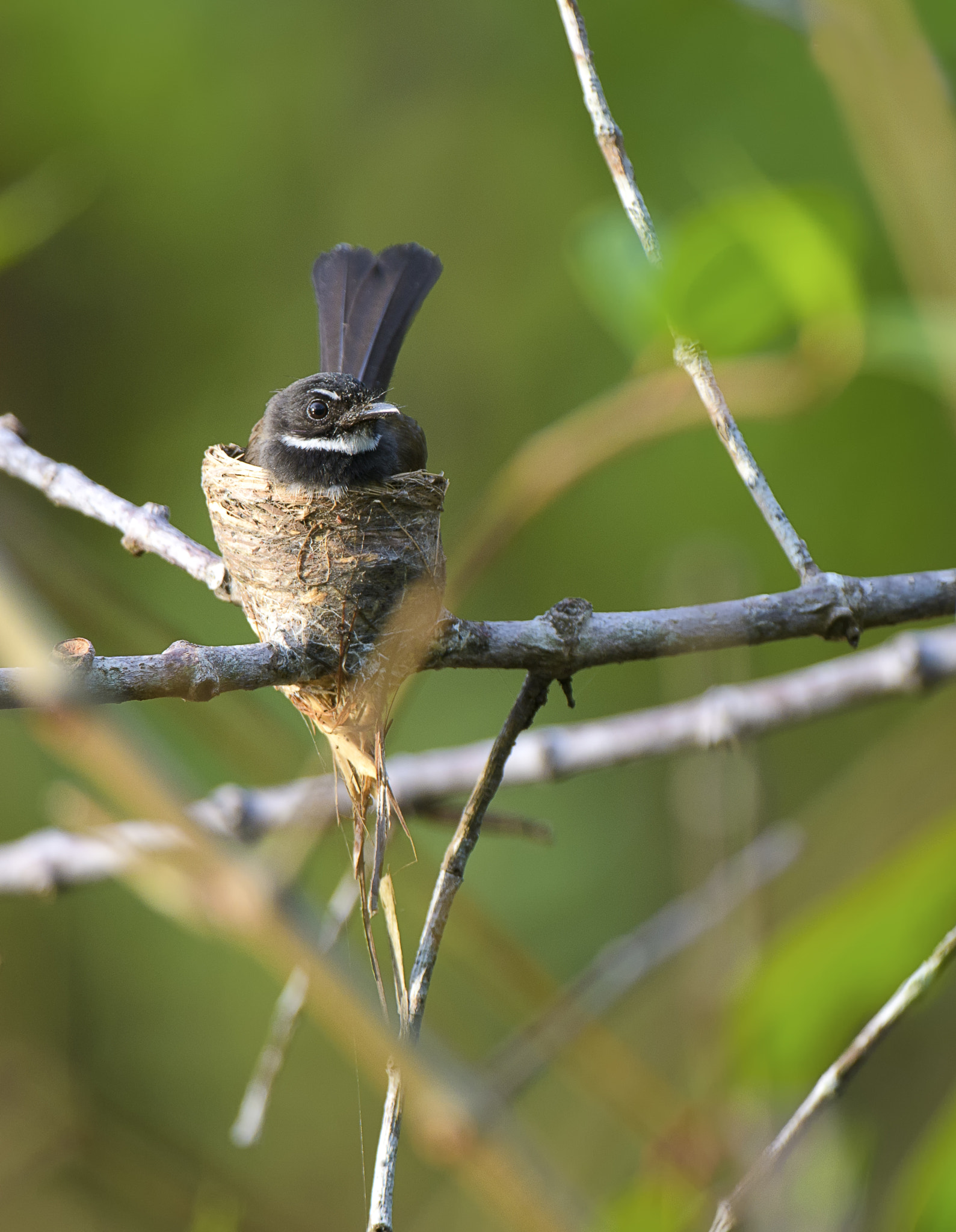 Nikon D500 + Nikon AF-S Nikkor 200-400mm F4G ED-IF VR sample photo. Fantail nesting photography