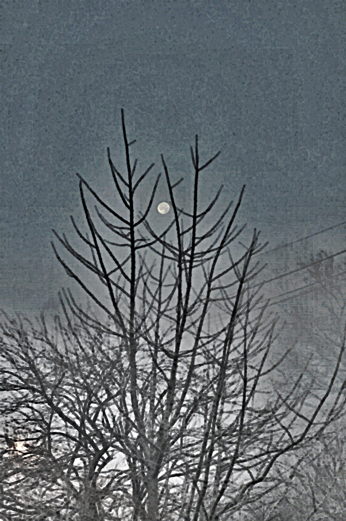 Nikon D300S sample photo. Moon between trees photography