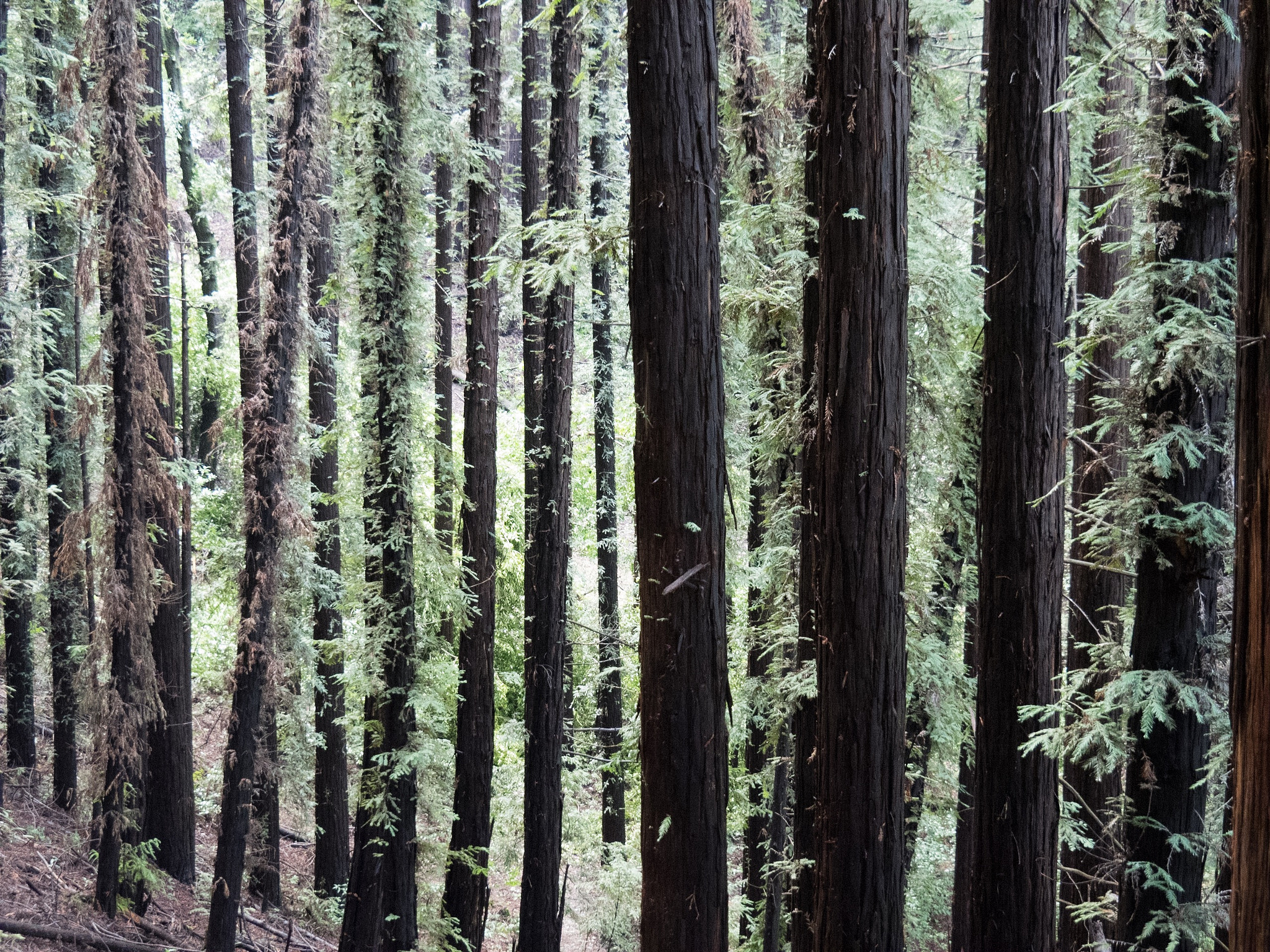 OLYMPUS M.14-150mm F4.0-5.6 II sample photo. Redwoods photography