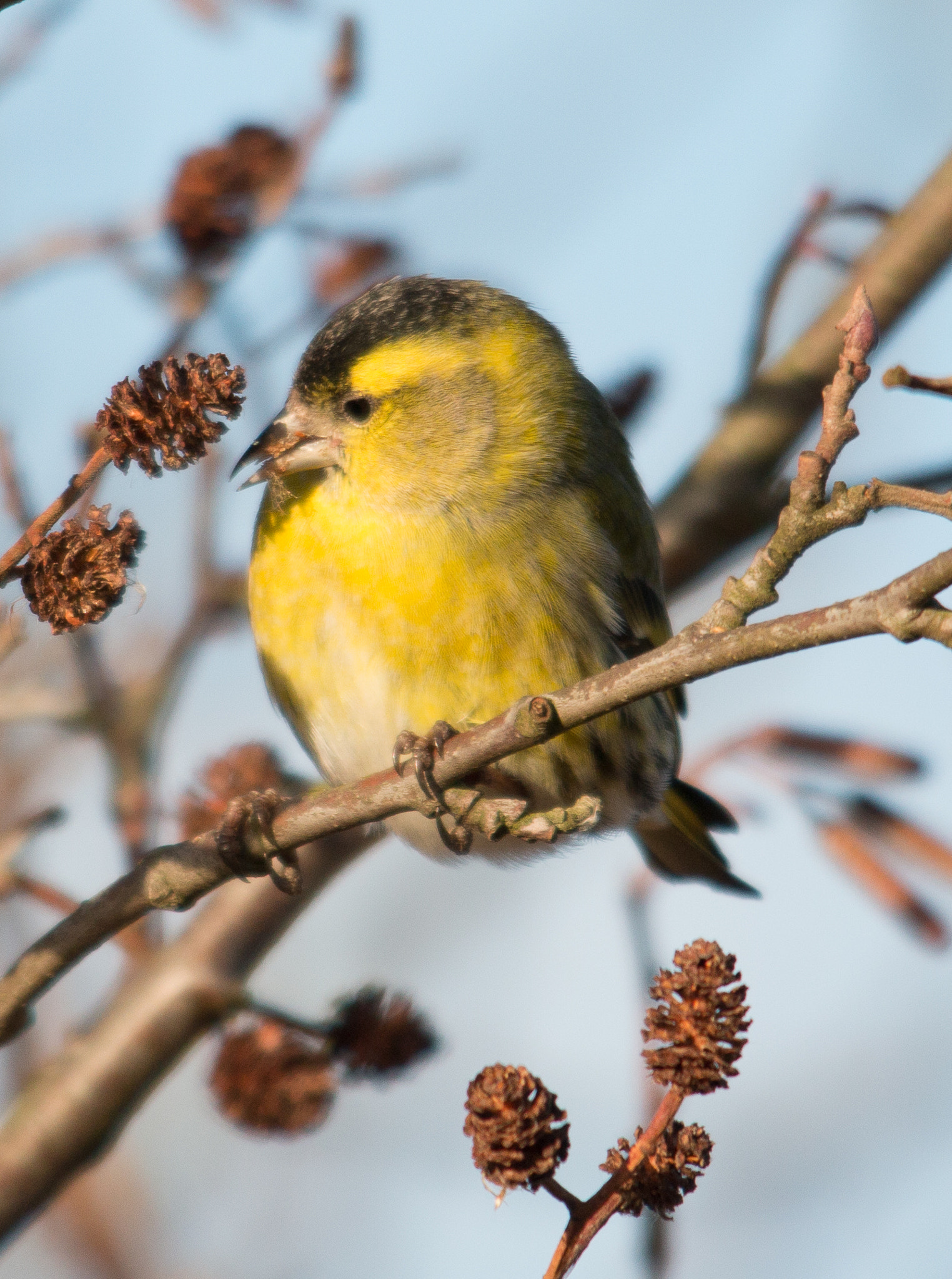 Sigma 150-500mm F5-6.3 DG OS HSM sample photo. Sisken photography