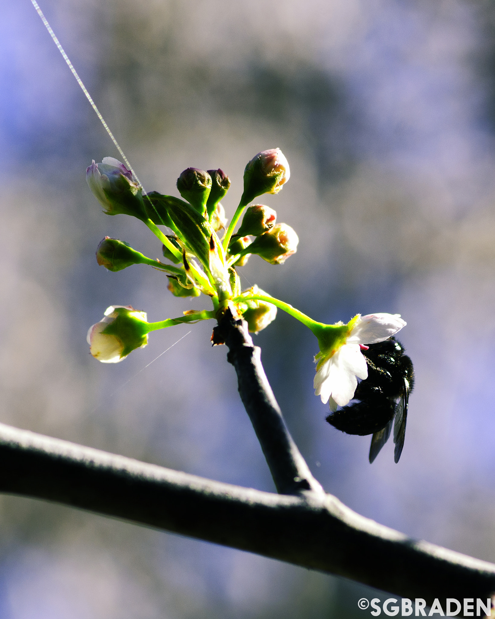 Nikon D7000 + Tokina AT-X Pro 100mm F2.8 Macro sample photo. Xylocopa californica photography