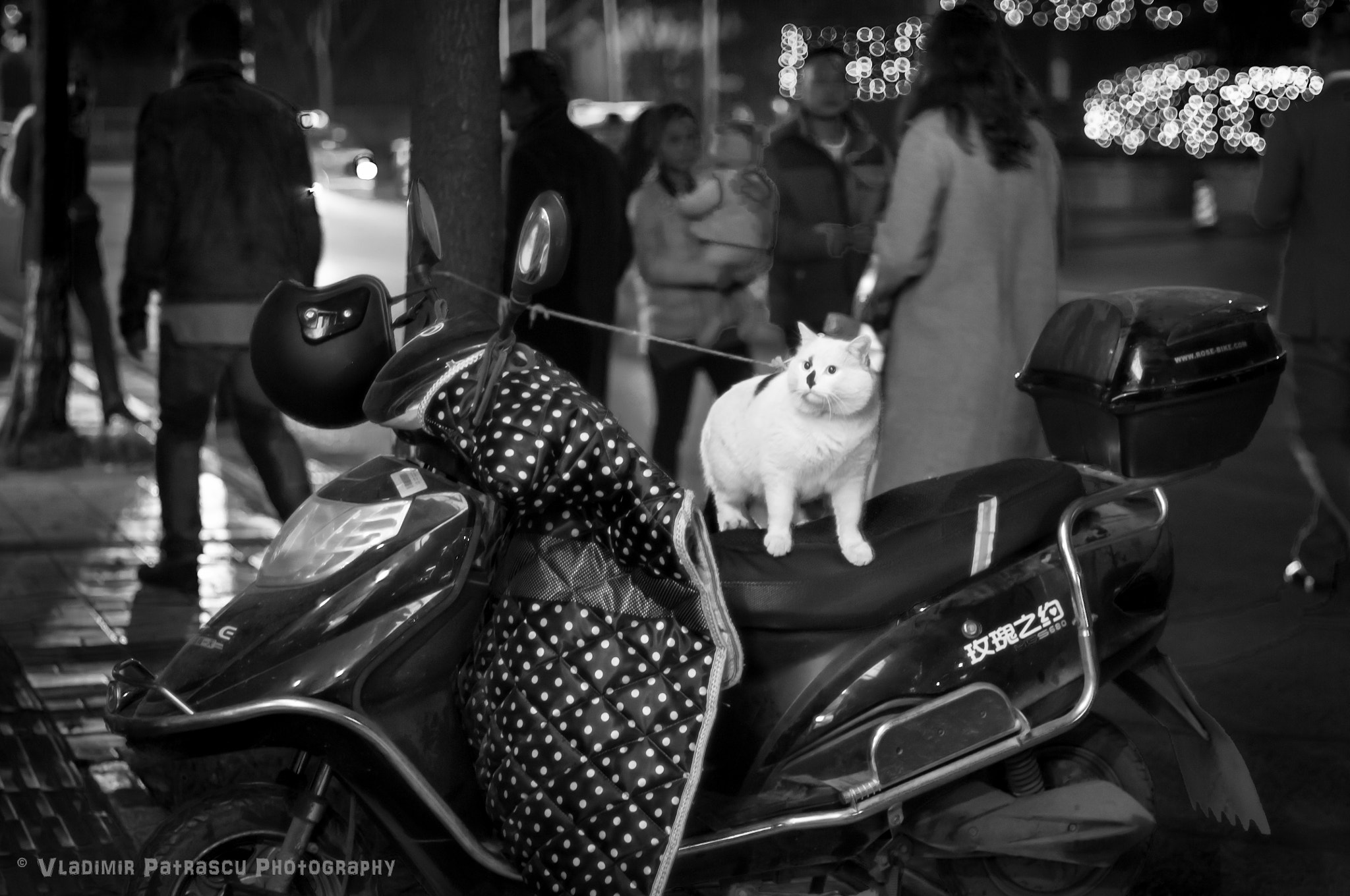 Nikon D300 + Nikon AF Nikkor 50mm F1.4D sample photo. Cat on a leash photography