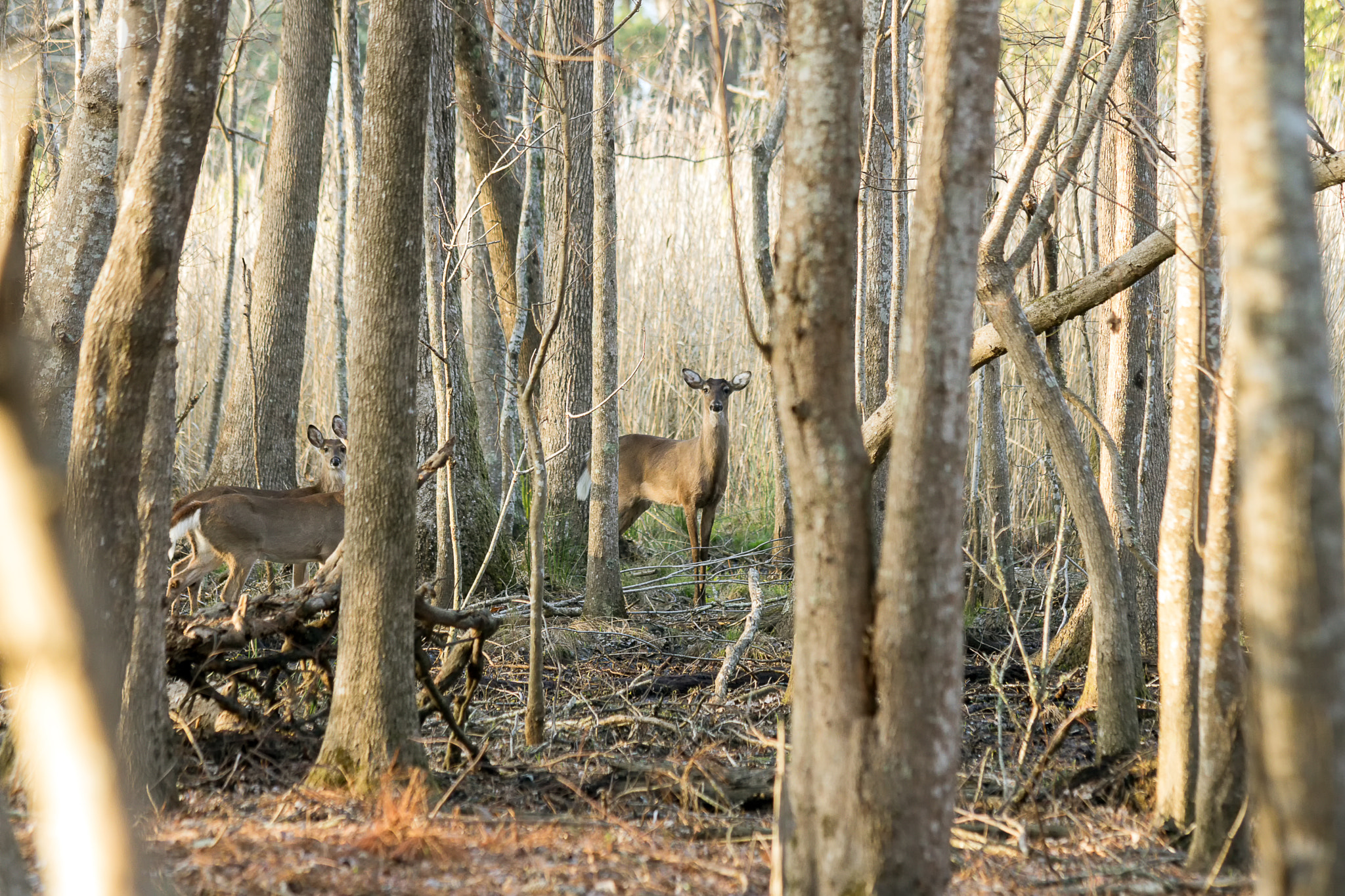 Canon EF 70-300mm F4-5.6 IS USM sample photo. Deer at dusk photography