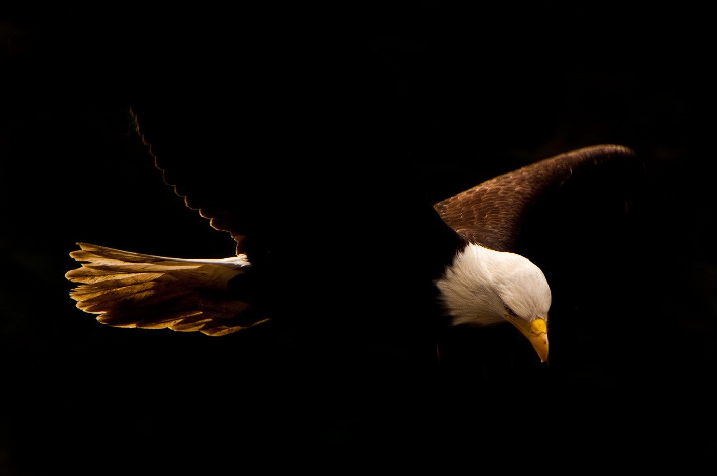 Nikon AF-S Nikkor 70-200mm F2.8G ED VR II sample photo. Bald eagle hunting photography