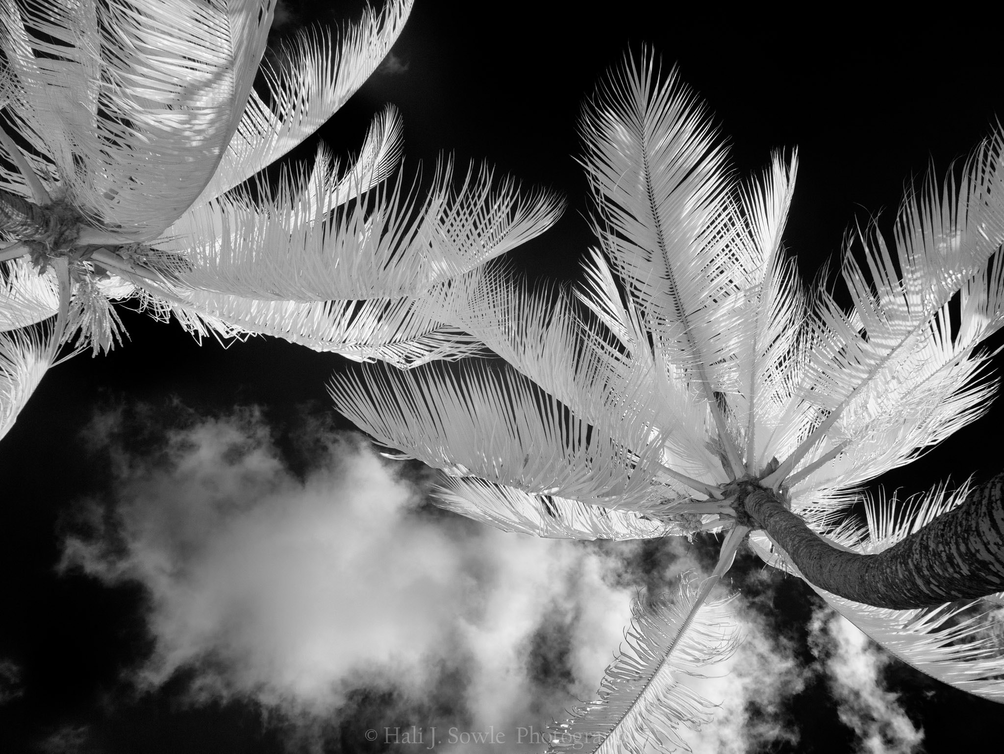 Panasonic Lumix DMC-GX7 sample photo. Palm trees in the wind photography