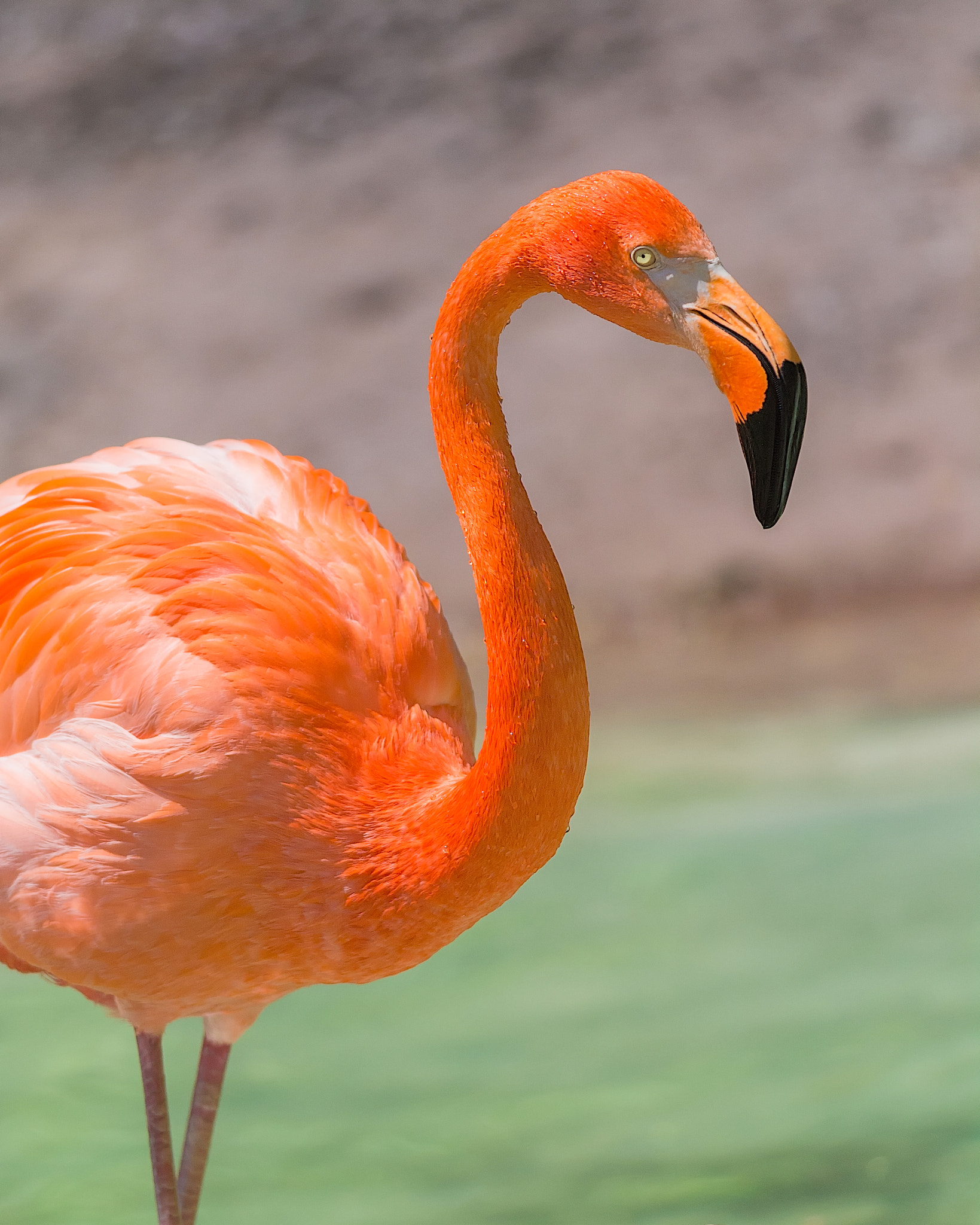 Nikon D7100 + Nikon AF-S Nikkor 300mm F4D ED-IF sample photo. Flamingo photography