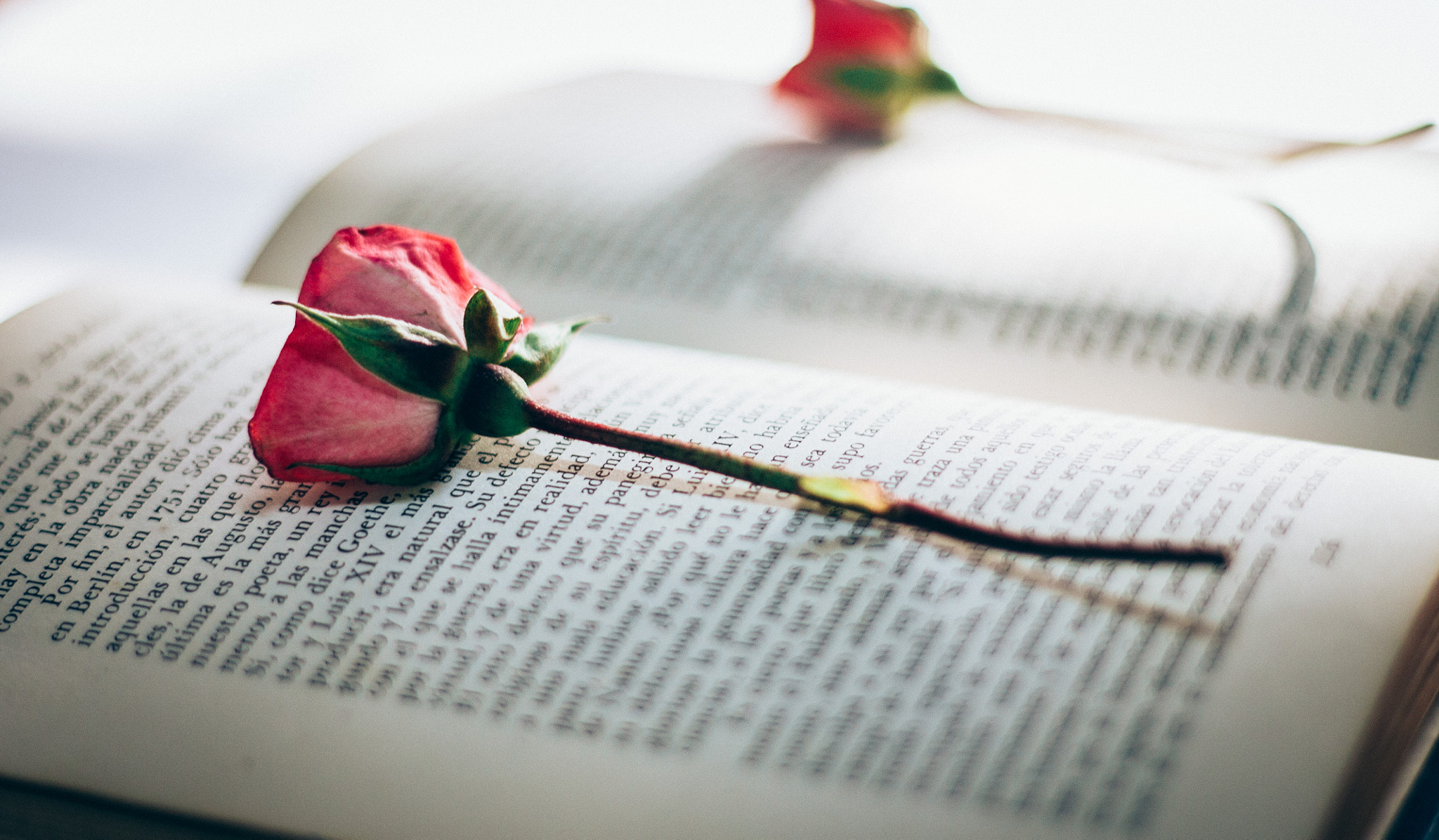 Canon EOS 1100D (EOS Rebel T3 / EOS Kiss X50) sample photo. The flower and book photography