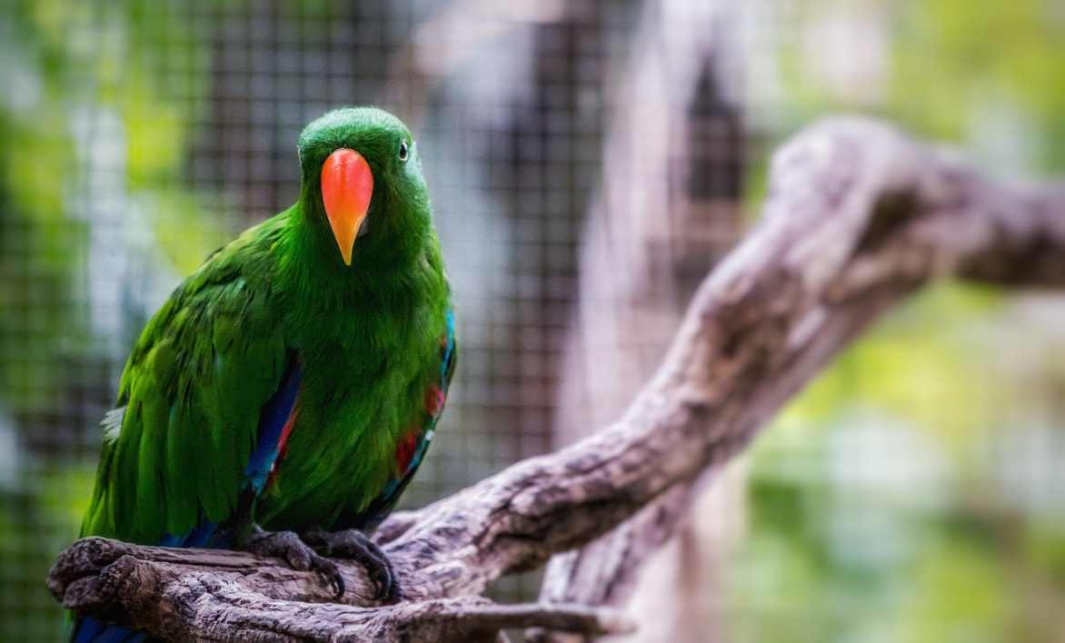 Canon EOS 70D + Canon EF 70-200mm F4L USM sample photo. Green bird photography