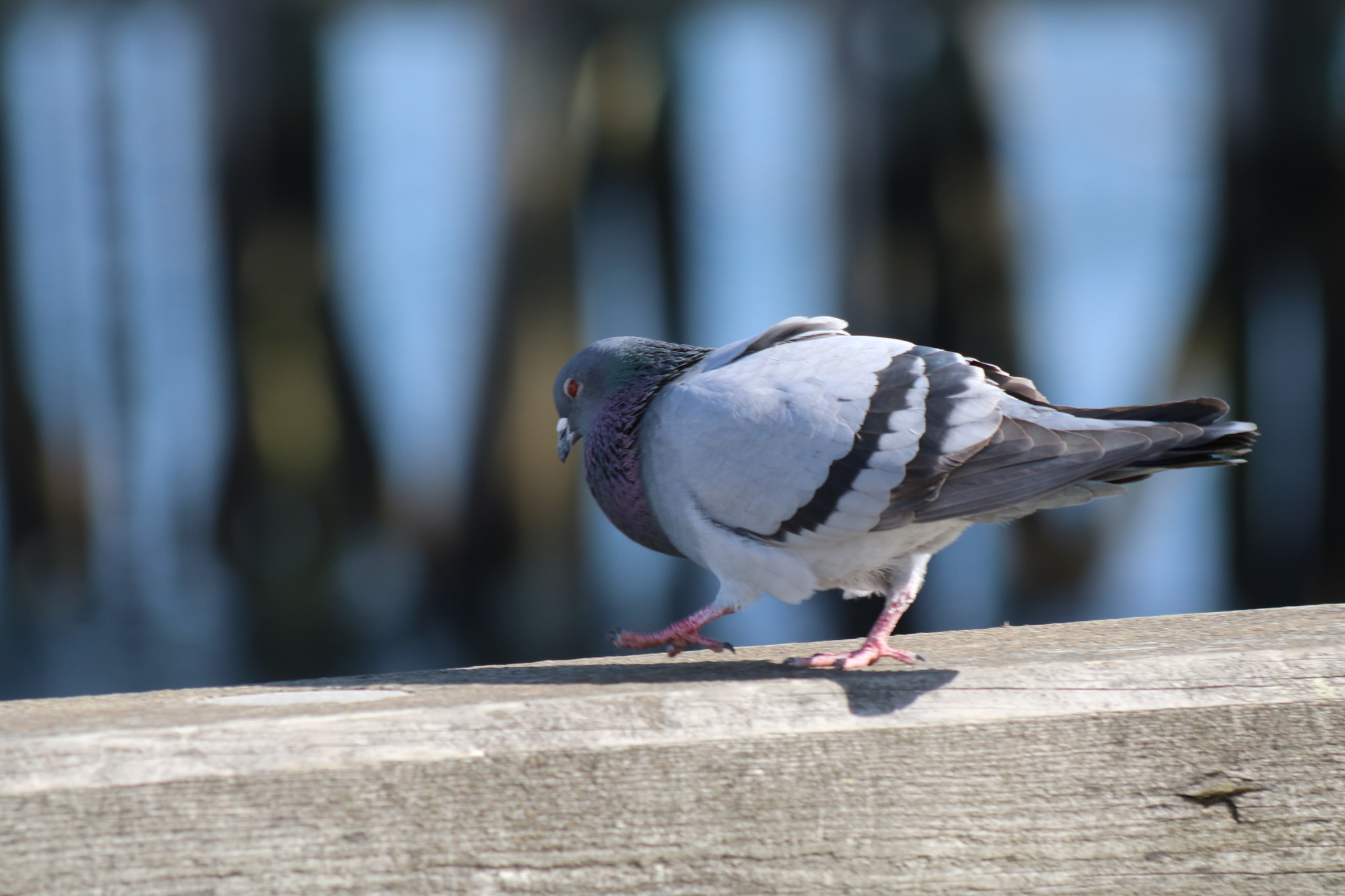 Canon EF 70-300mm F4-5.6 IS USM sample photo. Img photography