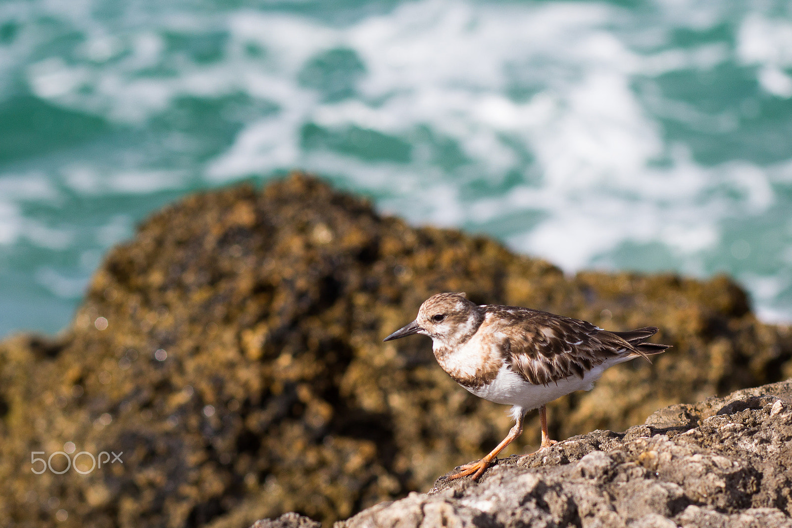 Canon EF 85mm F1.8 USM sample photo