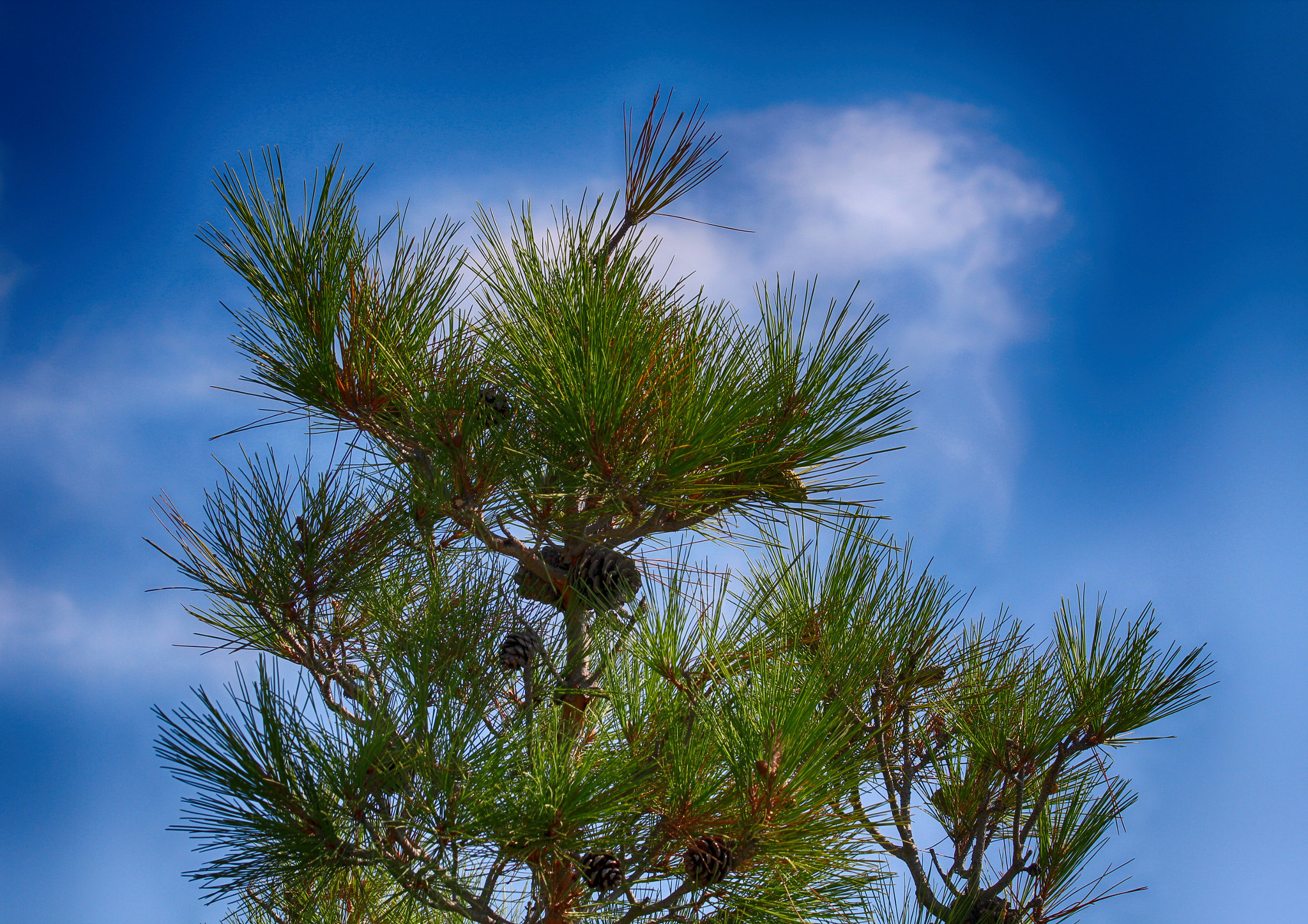Canon EF 70-300mm F4-5.6 IS USM sample photo. * * * photography