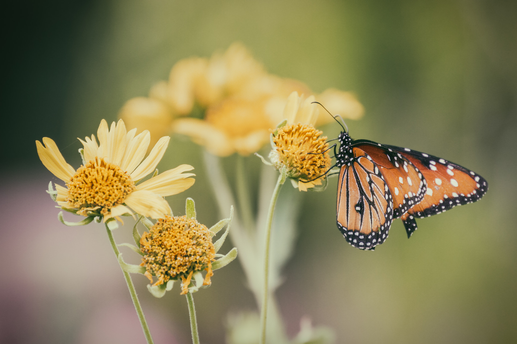 Canon EF 70-300mm F4-5.6L IS USM sample photo. Wildflower queen photography