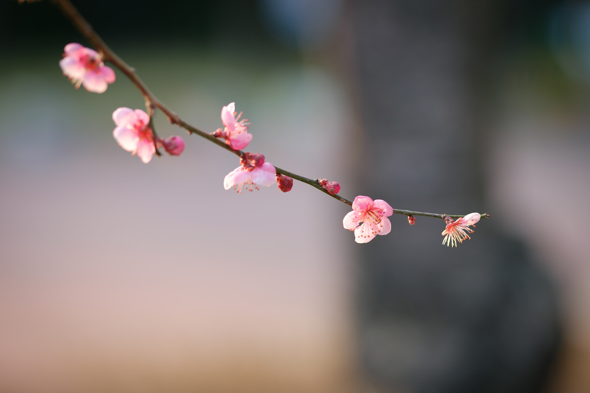 Fujifilm X-A1 + Fujifilm XF 90mm F2 R LM WR sample photo. Apricot flower photography