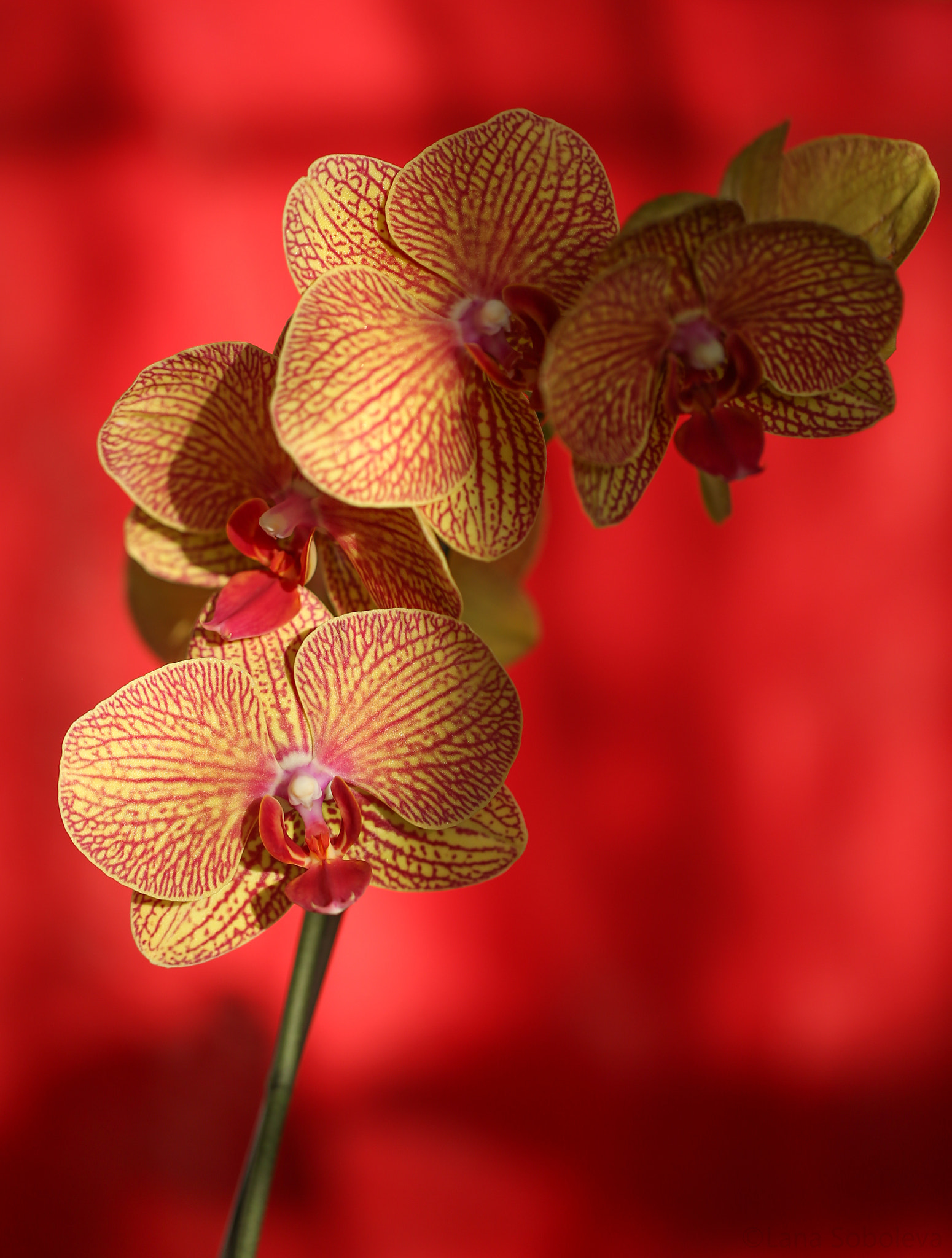Canon EF 100mm F2.8L Macro IS USM sample photo. Orchids photography