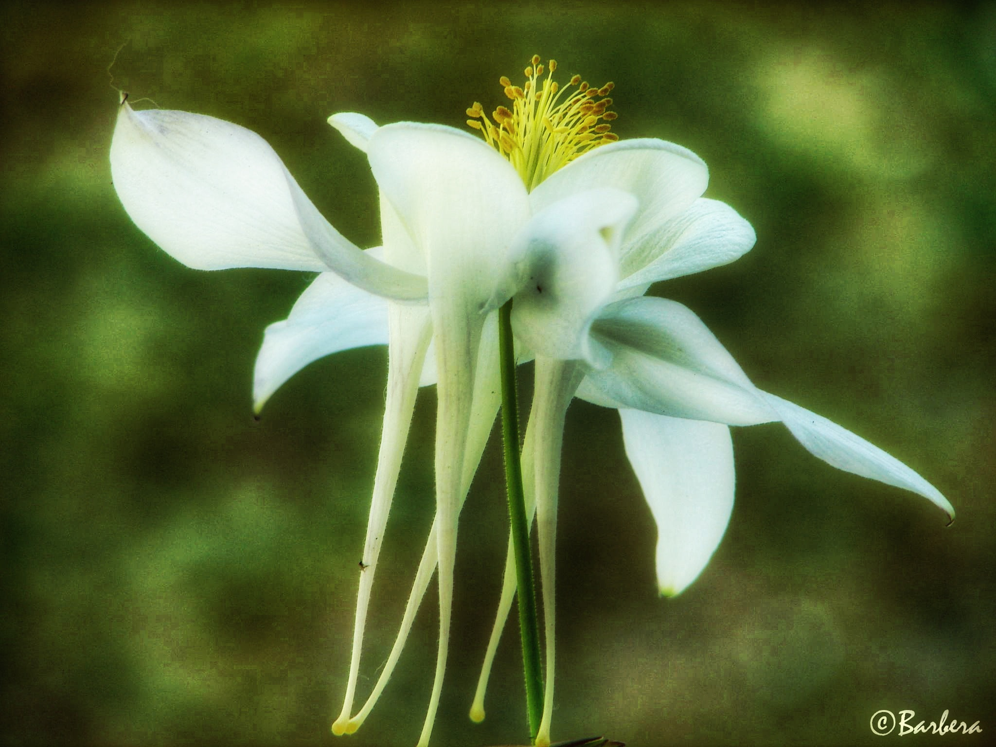 Sony DSC-H1 sample photo. White aquilegia photography