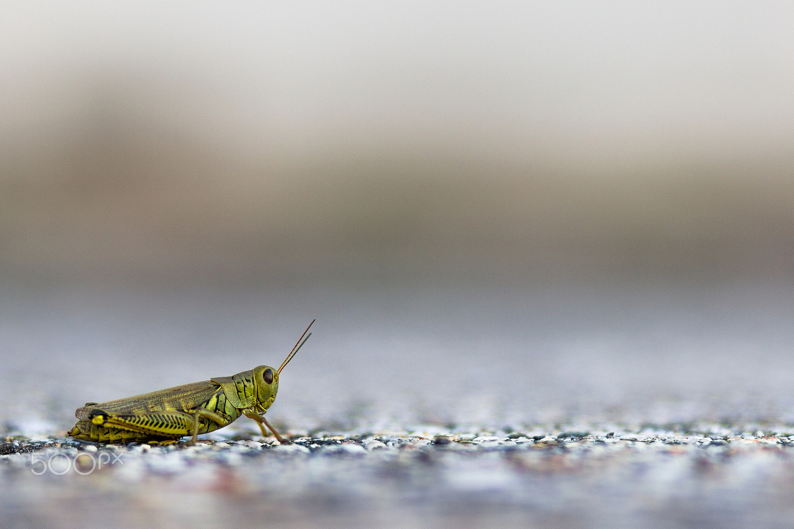 Canon EF 85mm F1.8 USM sample photo. Grasshopper photography