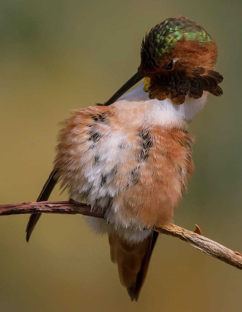 150-600mm F5-6.3 DG OS HSM | Contemporary 015 sample photo. Hummingbird photography