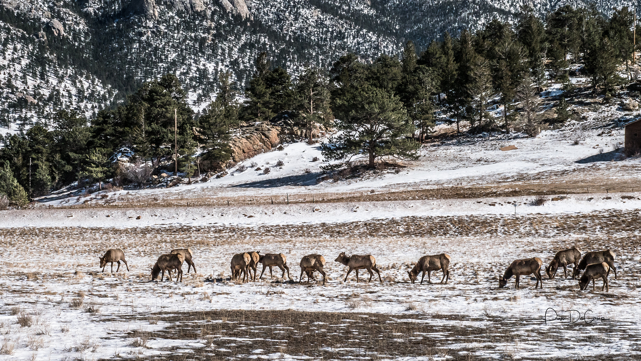 LUMIX G VARIO 12-60/F3.5-5.6 sample photo. Elk grazing in estes park photography
